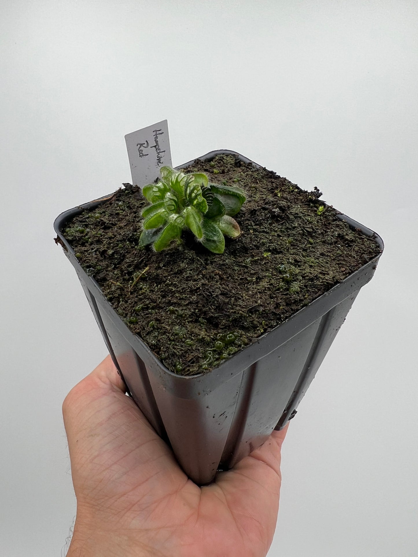 Cephalotus follicularis “Hampshire Red”