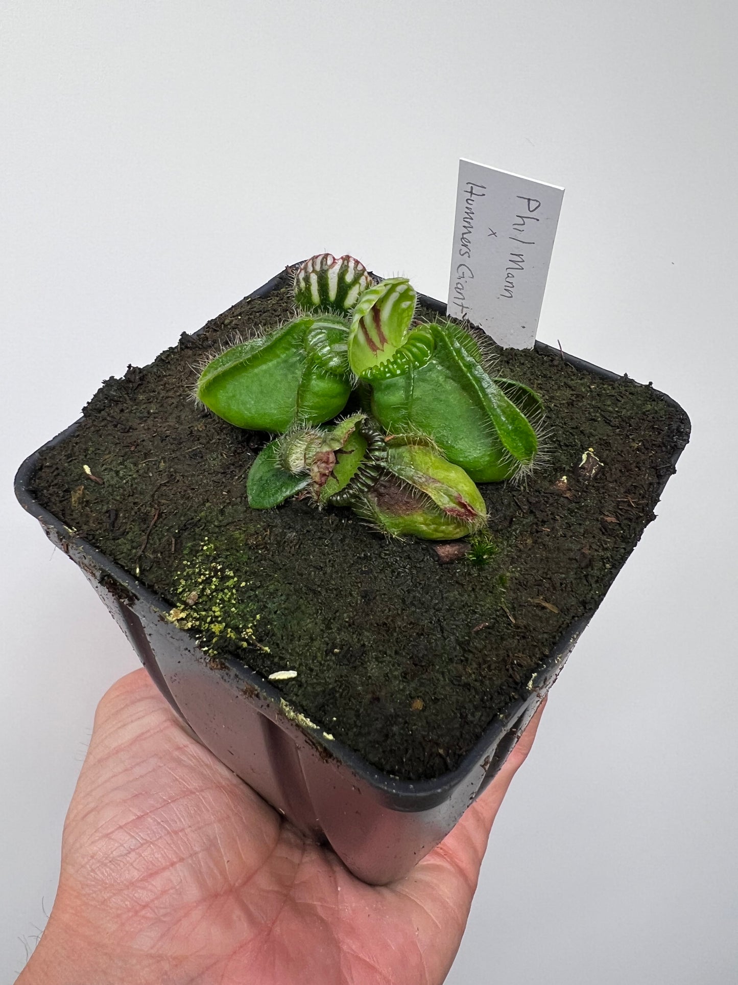 Cephalotus follicularis “Phil Mann” x “Hummers Giant”