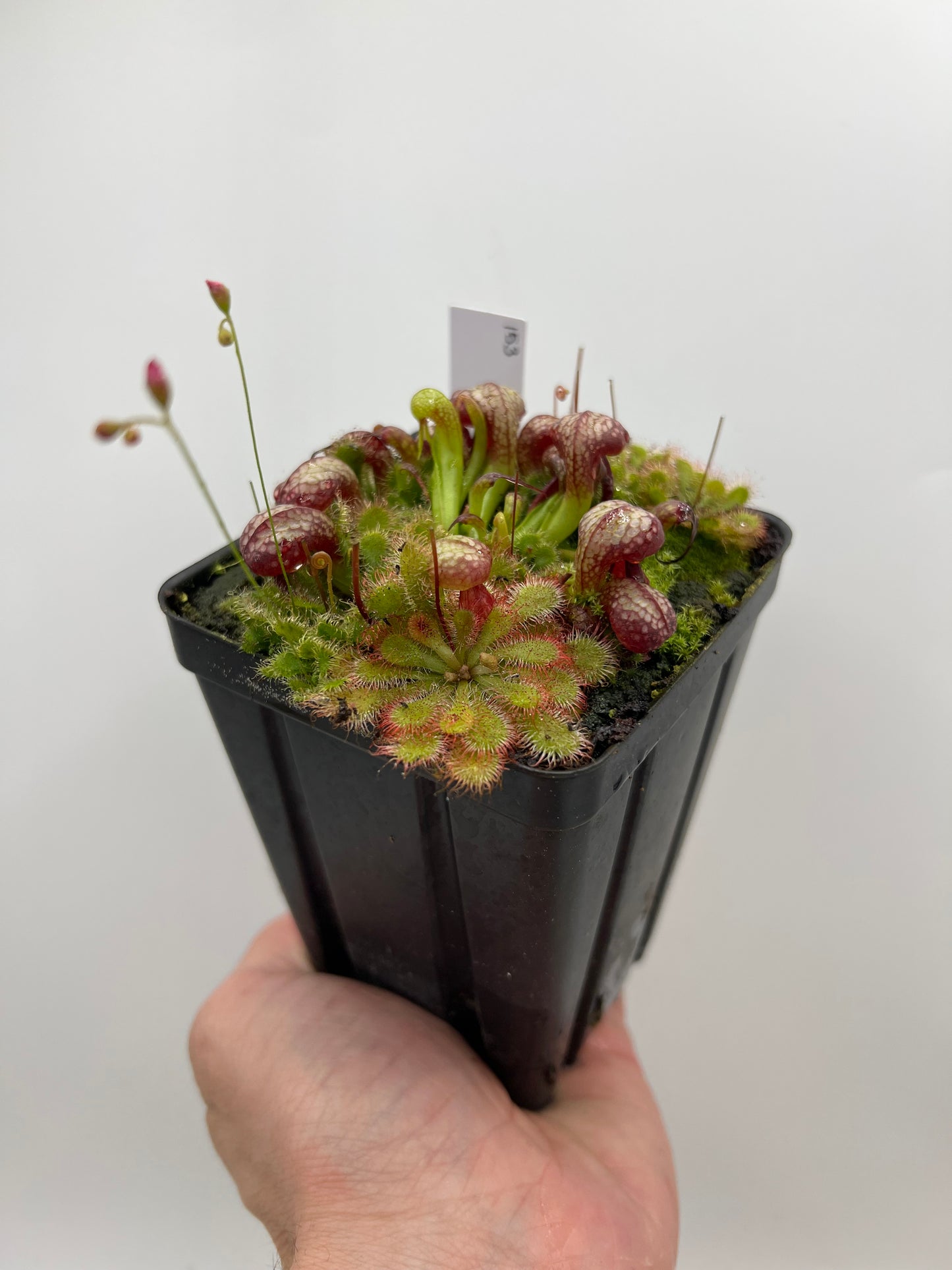 Darlingtonia californica (Cobra Pitcher Plant) - Seed Grown #153