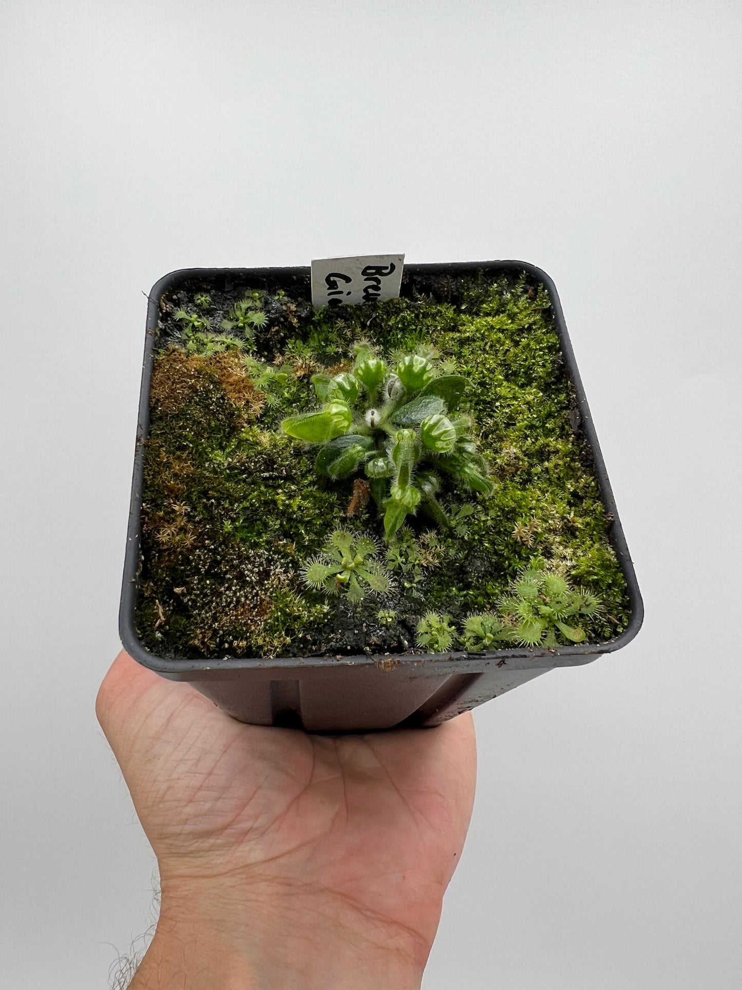 Cephalotus follicularis “Brewers Giant”