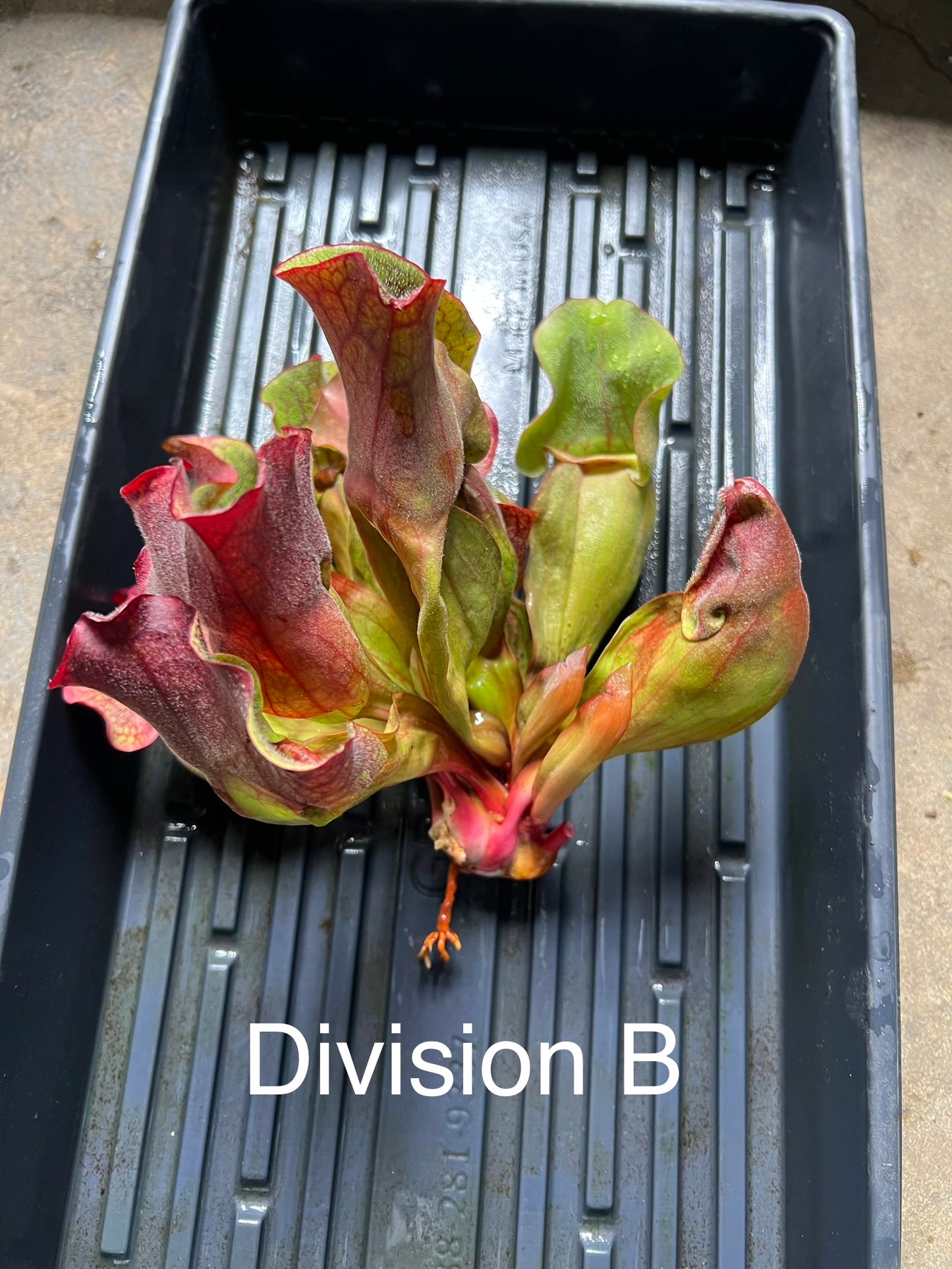 Sarracenia purpurea ssp. rosea “Chipola” (Liberty Co, FL) - XXL Fresh Divisions