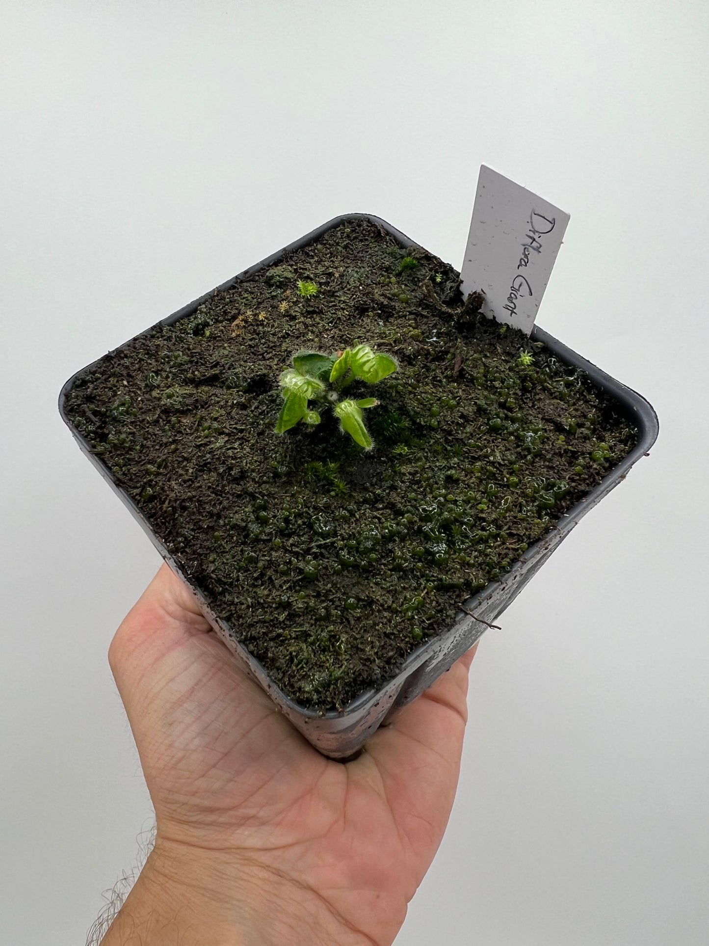 Cephalotus follicularis “Diflora giant”