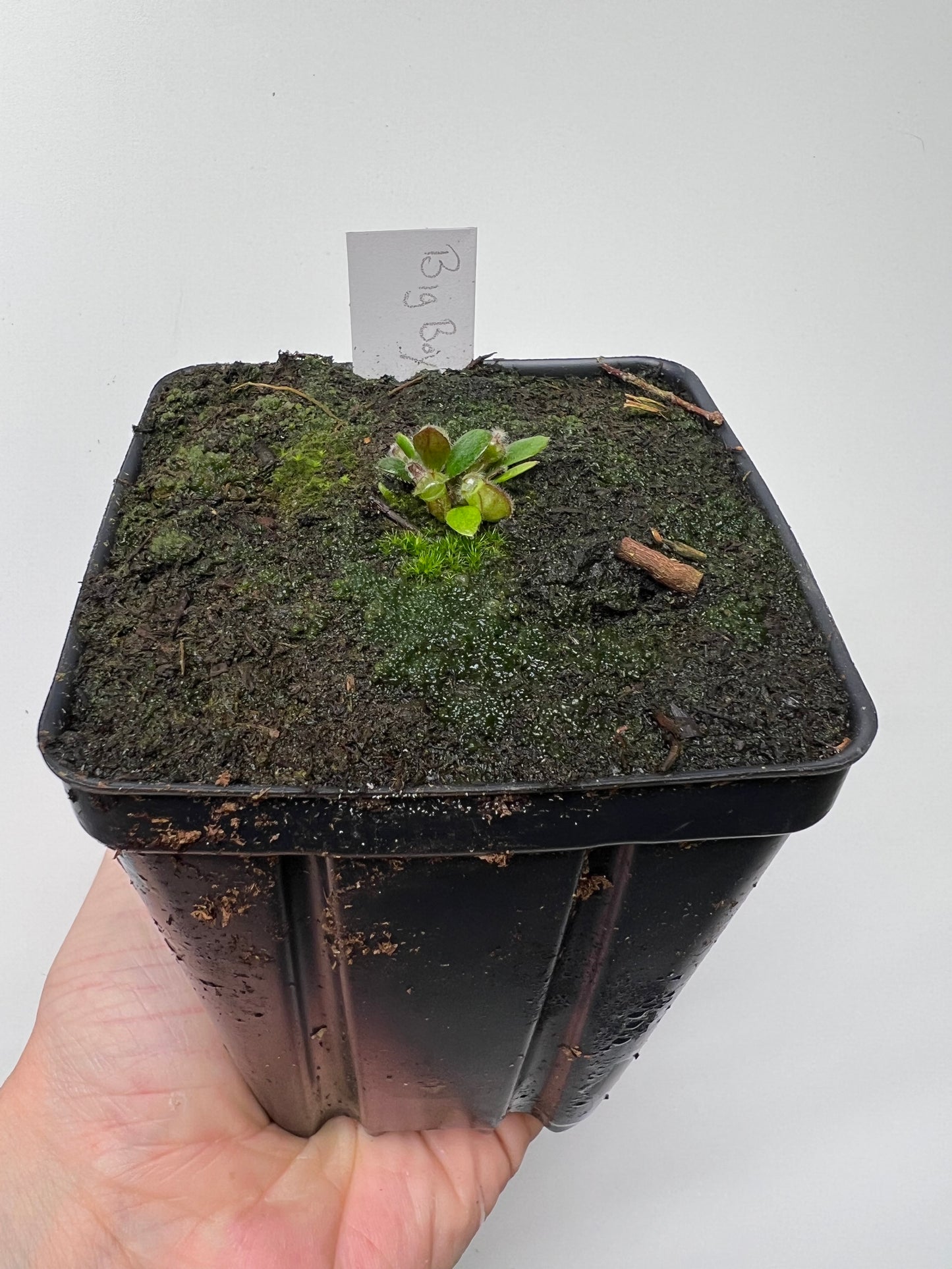 Cephalotus follicularis “Big Boy”