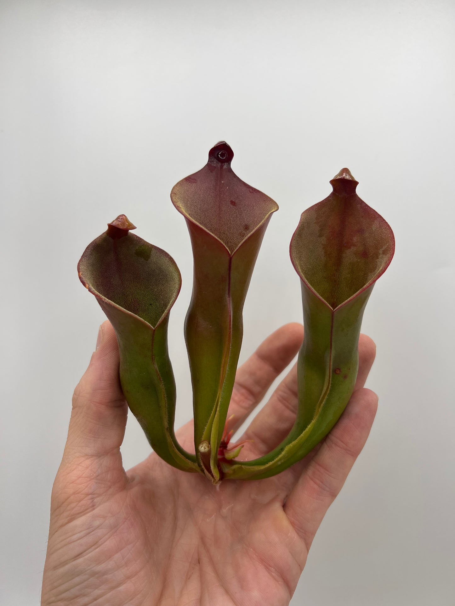 Heliamphora heterodoxa x ionasi