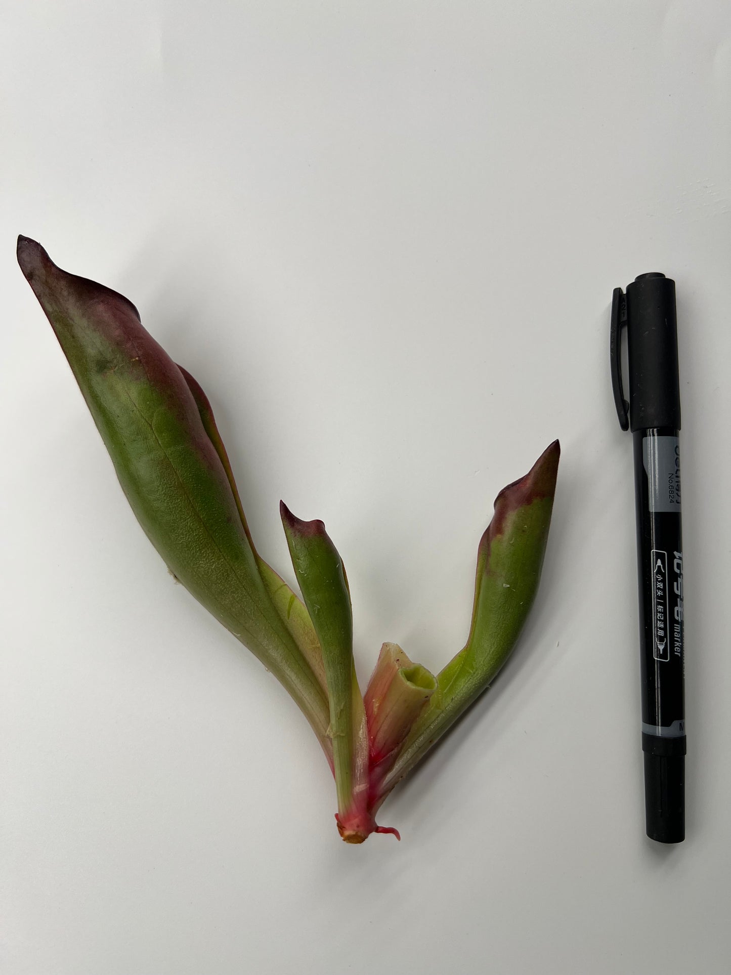 Heliamphora sarracenioides (AW-H-Sar-02SG) - Fresh Division