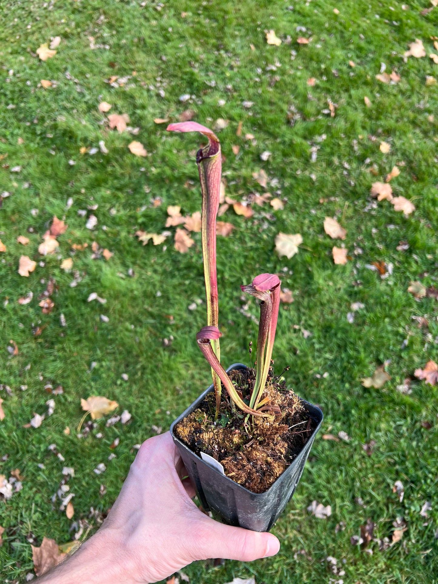 Sarracenia rubra ssp. rubra - Seed Grown