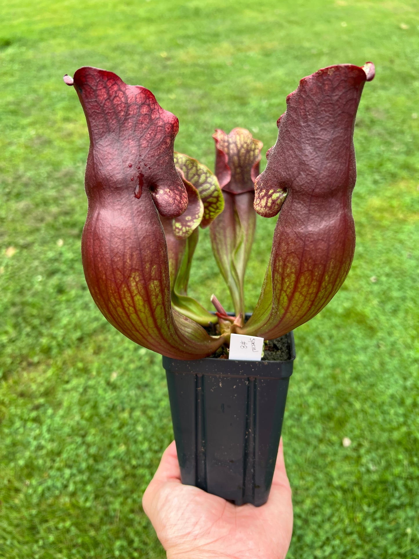 Sarracenia purpurea ssp. purpurea “Special” #8
