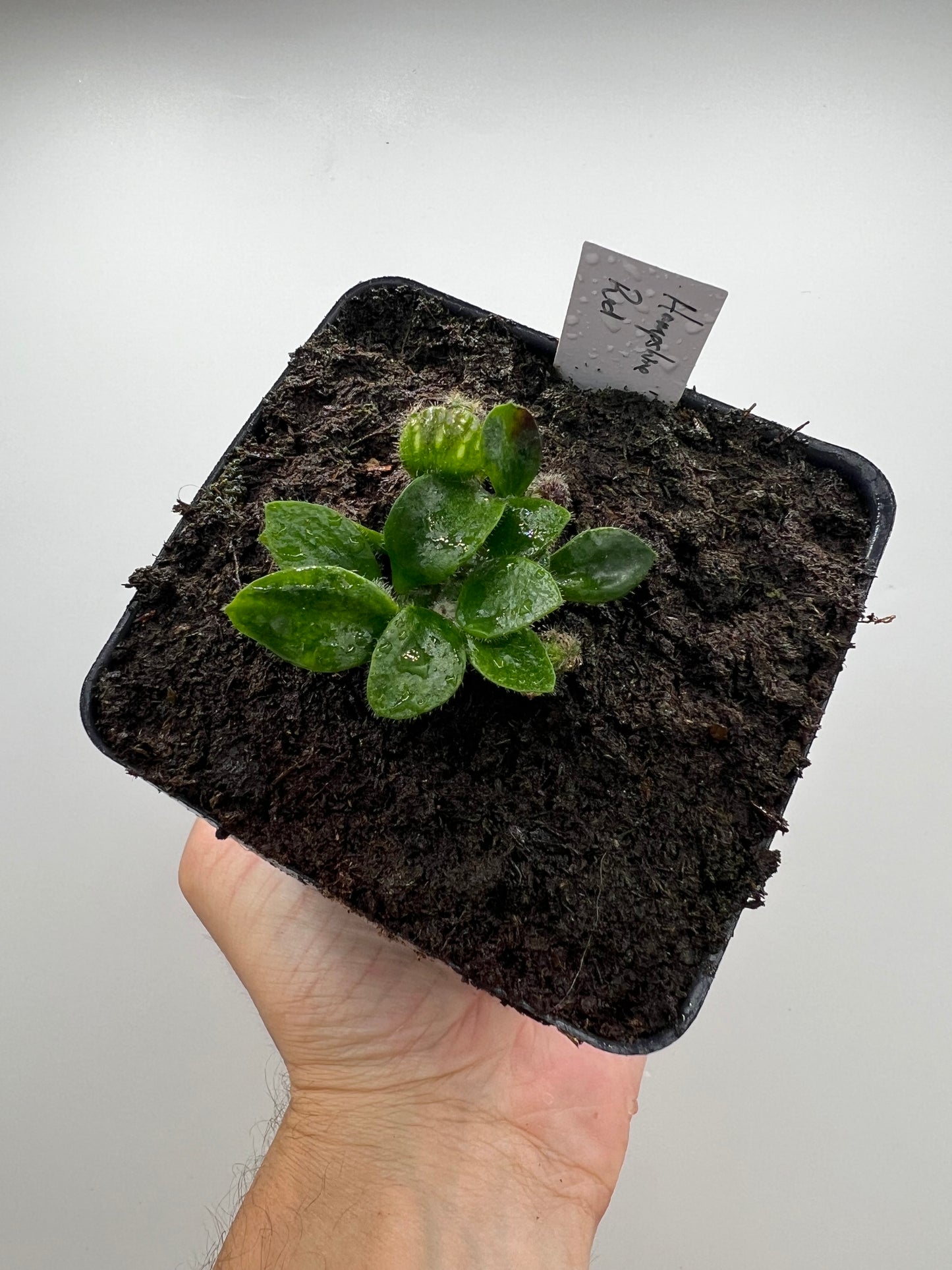 Cephalotus follicularis “Hampshire Red”