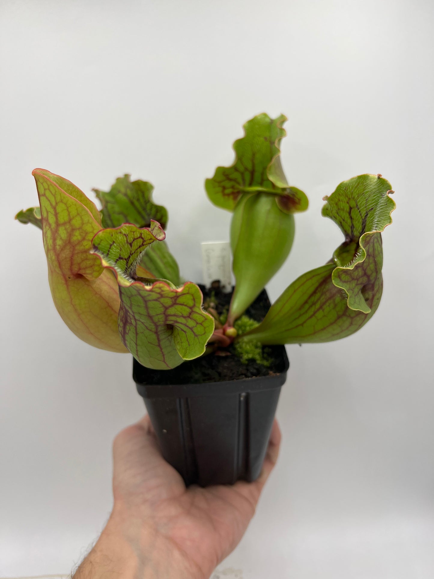 Sarracenia purpurea ssp. purpurea (Centre Co, PA) x (Bruce Co, ON CA) - XL