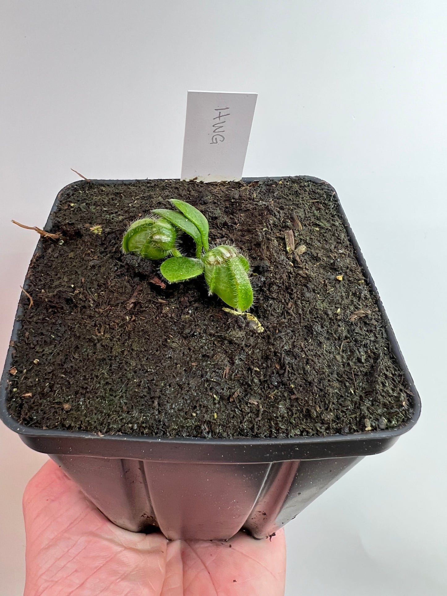 Cephalotus follicularis “Harald Weiner Giant” (aka True Giant) - *Rare*