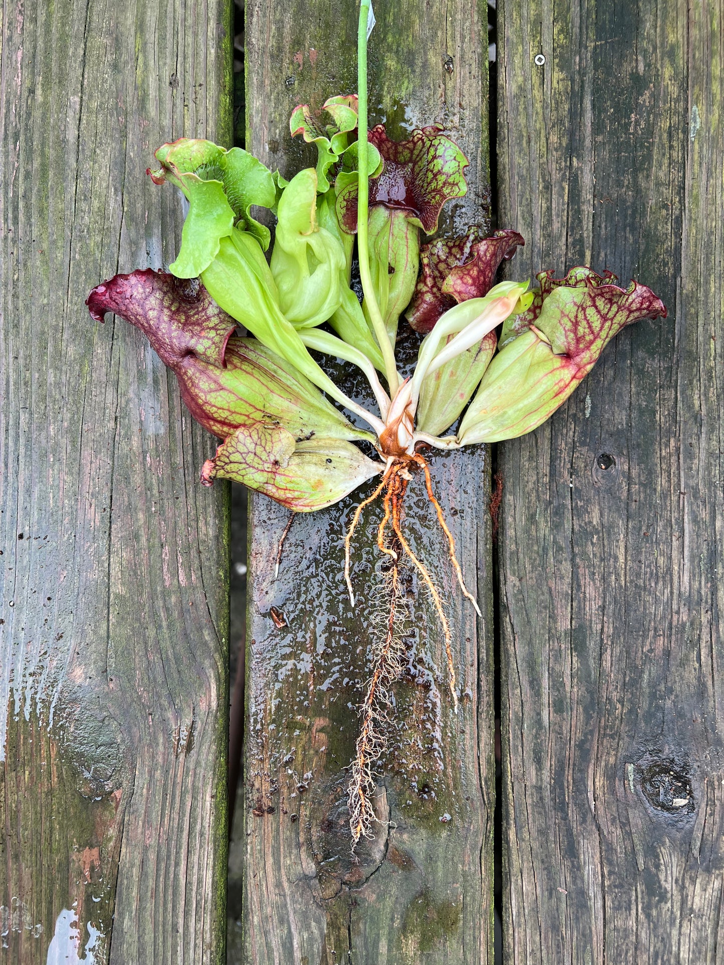 Sarracenia purpurea “Rufflestiltskin”
