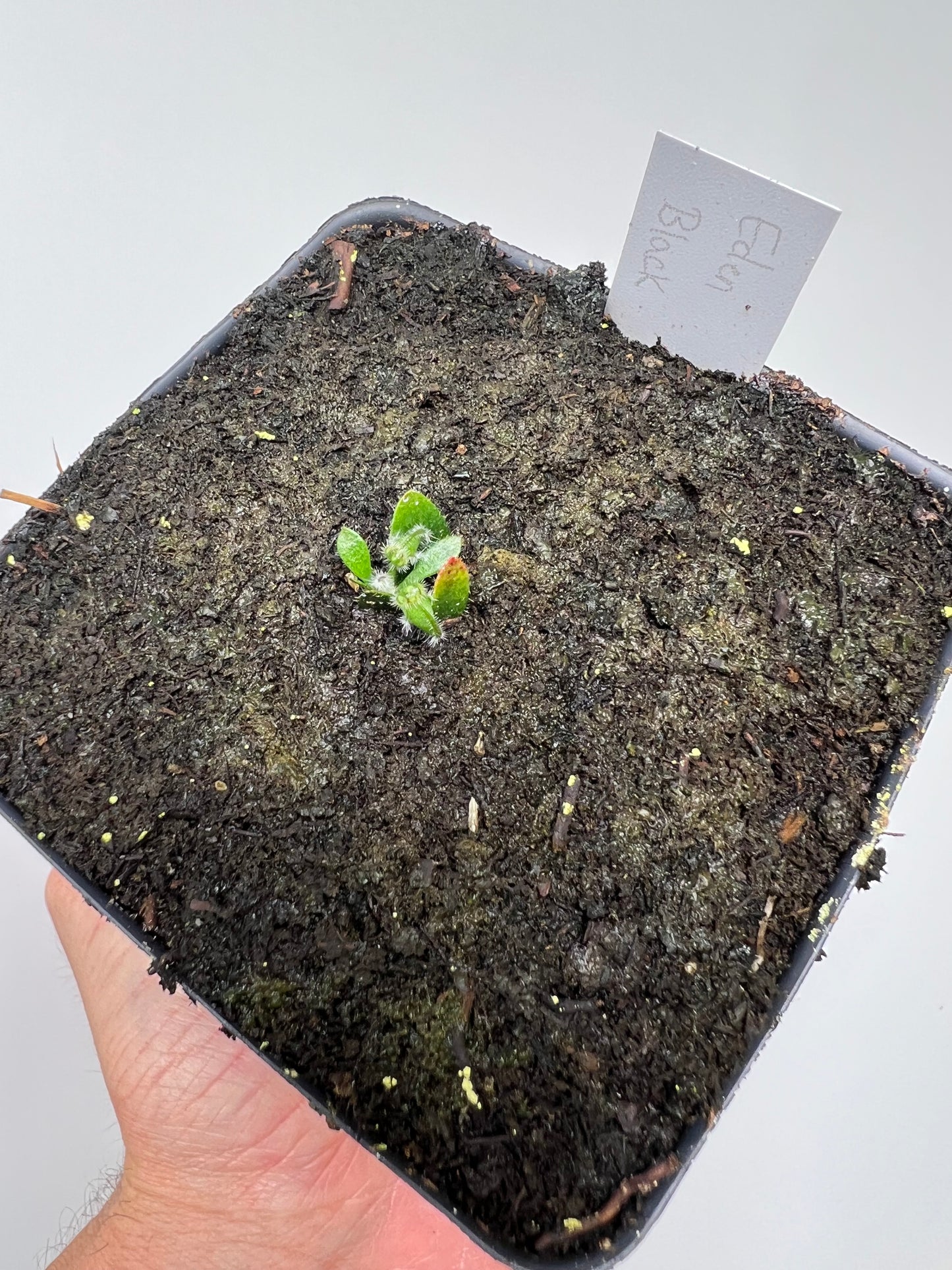 Cephalotus follicularis ‘Eden Black’ - *Rare* (small)
