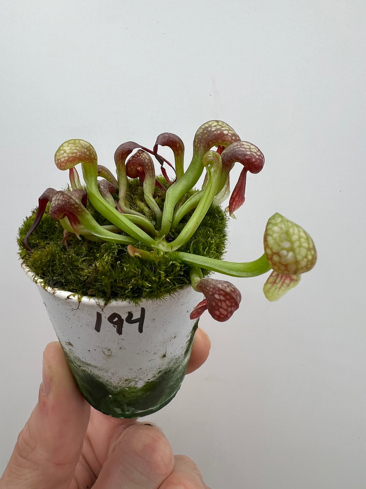 Darlingtonia californica (Cobra Pitcher Plant) - Seed Grown #194