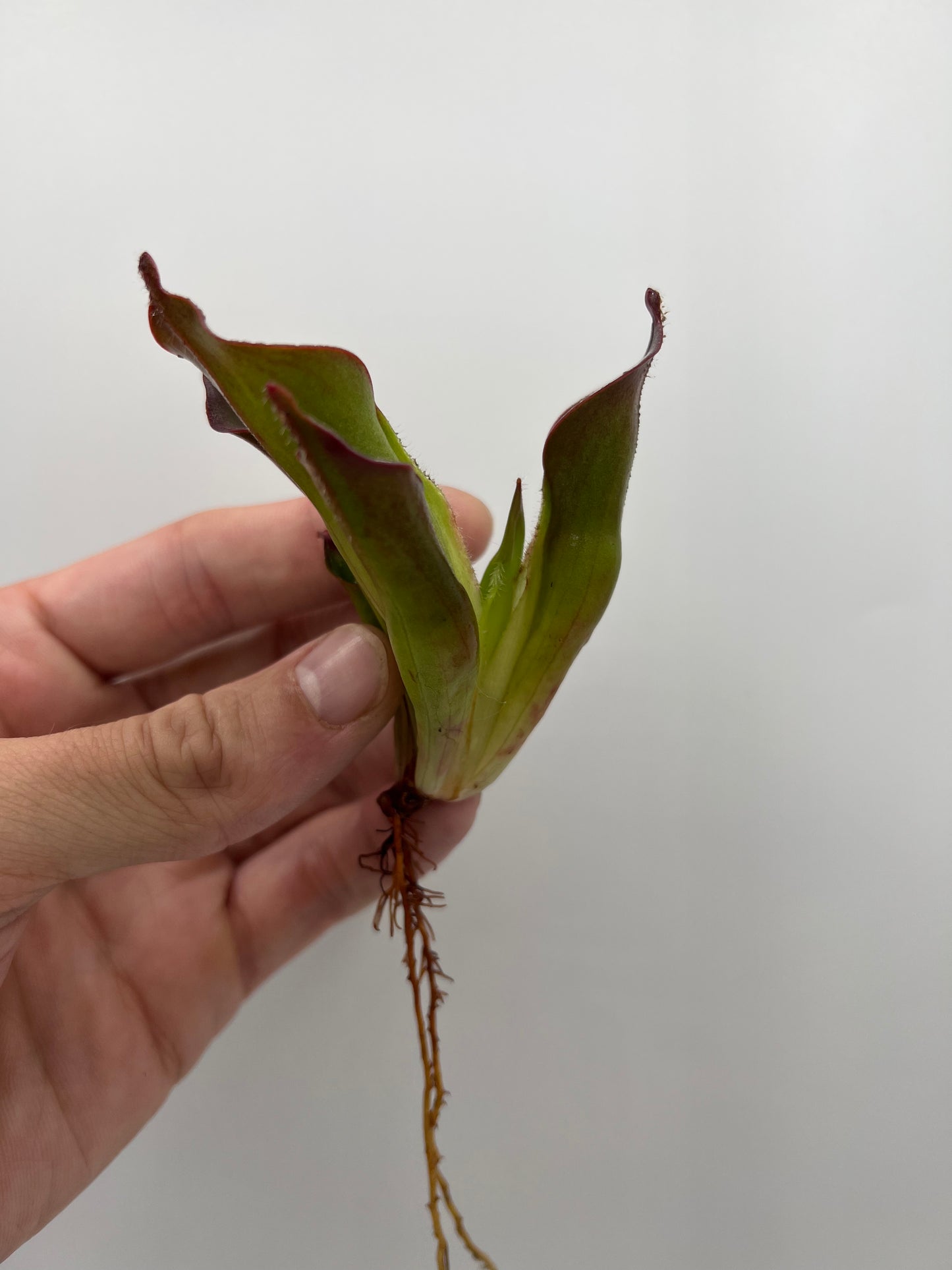 Heliamphora ciliata