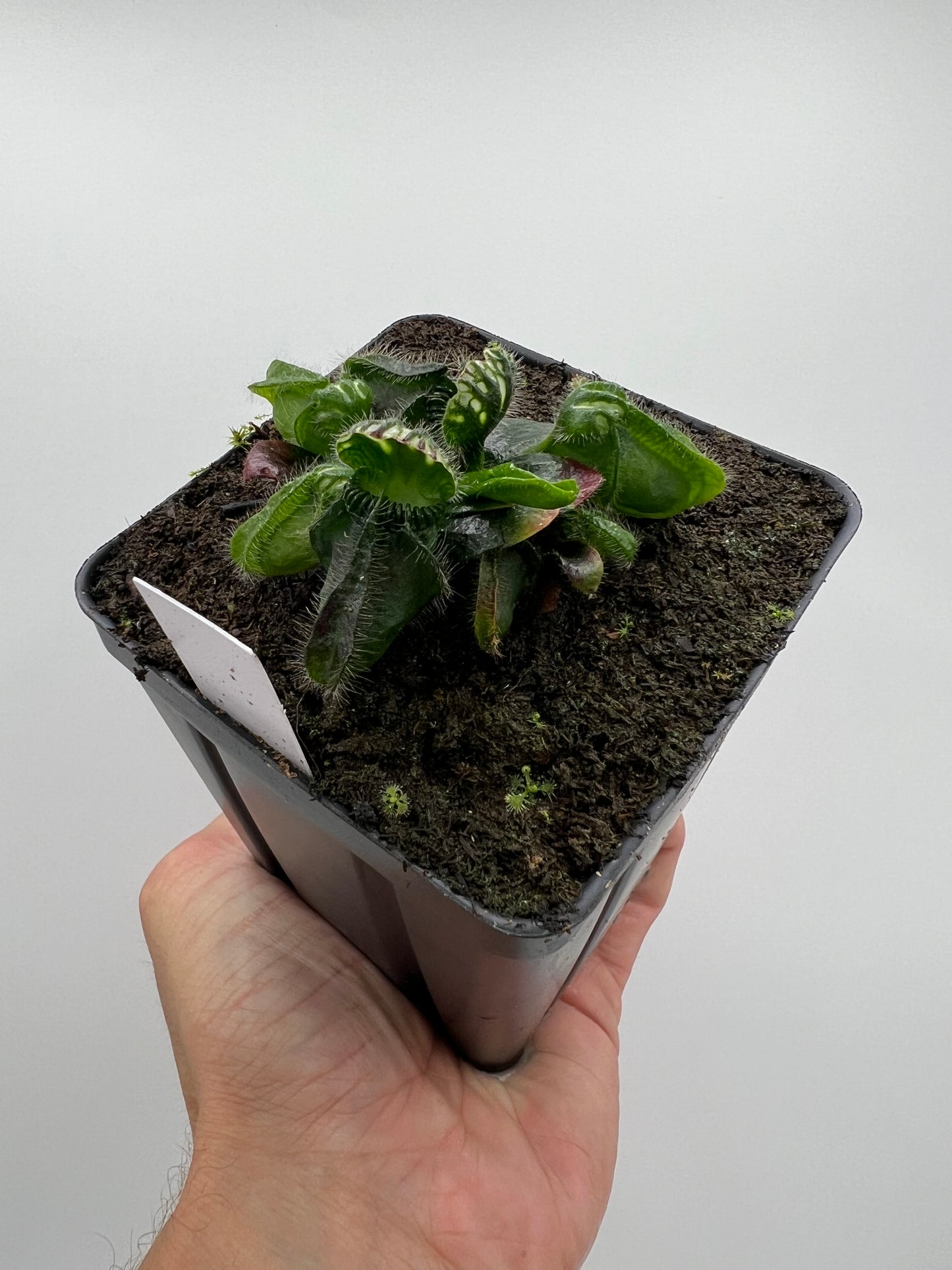 Cephalotus follicularis “Hampshire Red”