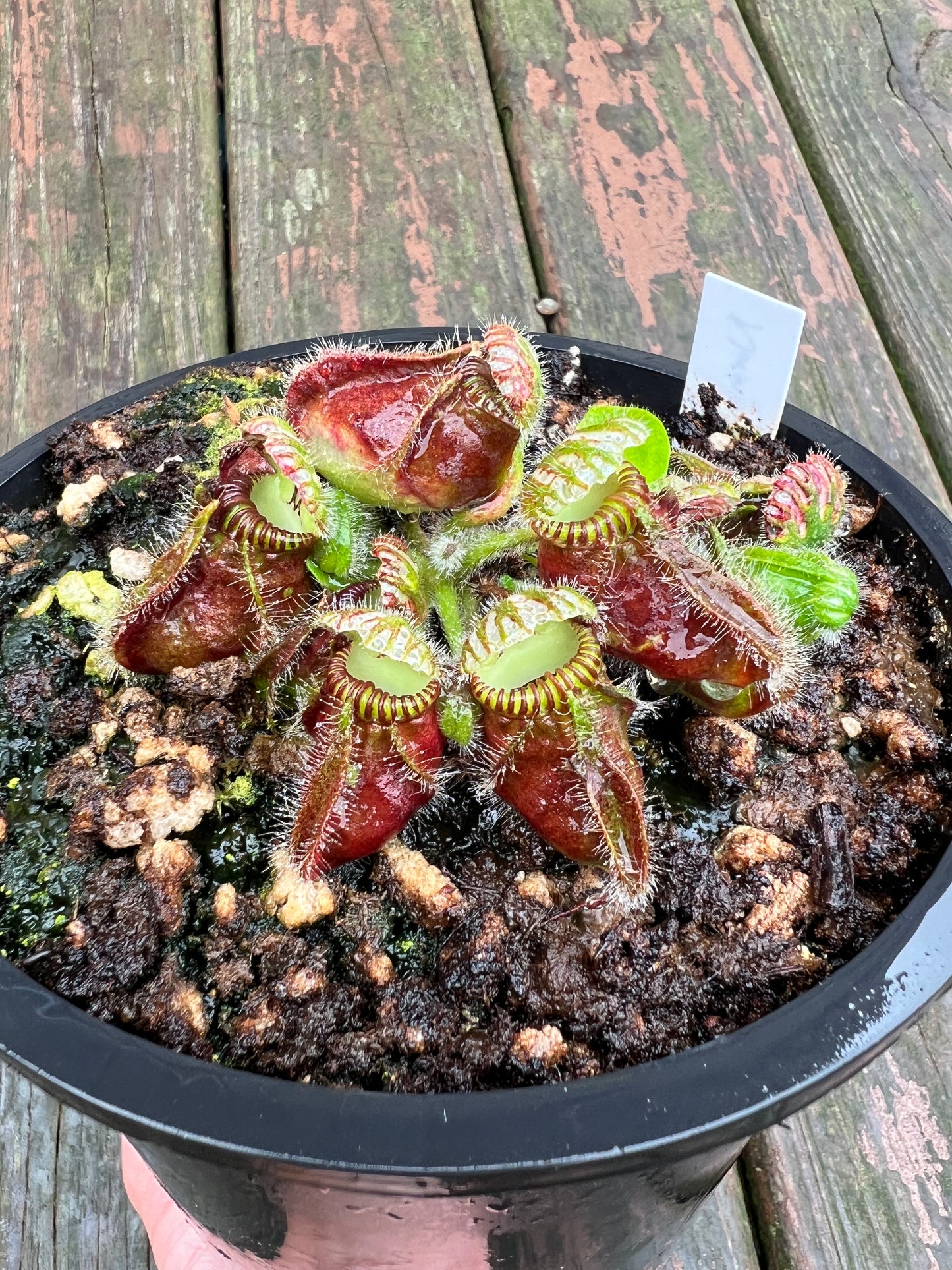 Cephalotus follicularis “Norma” - 1 Gallon Pot
