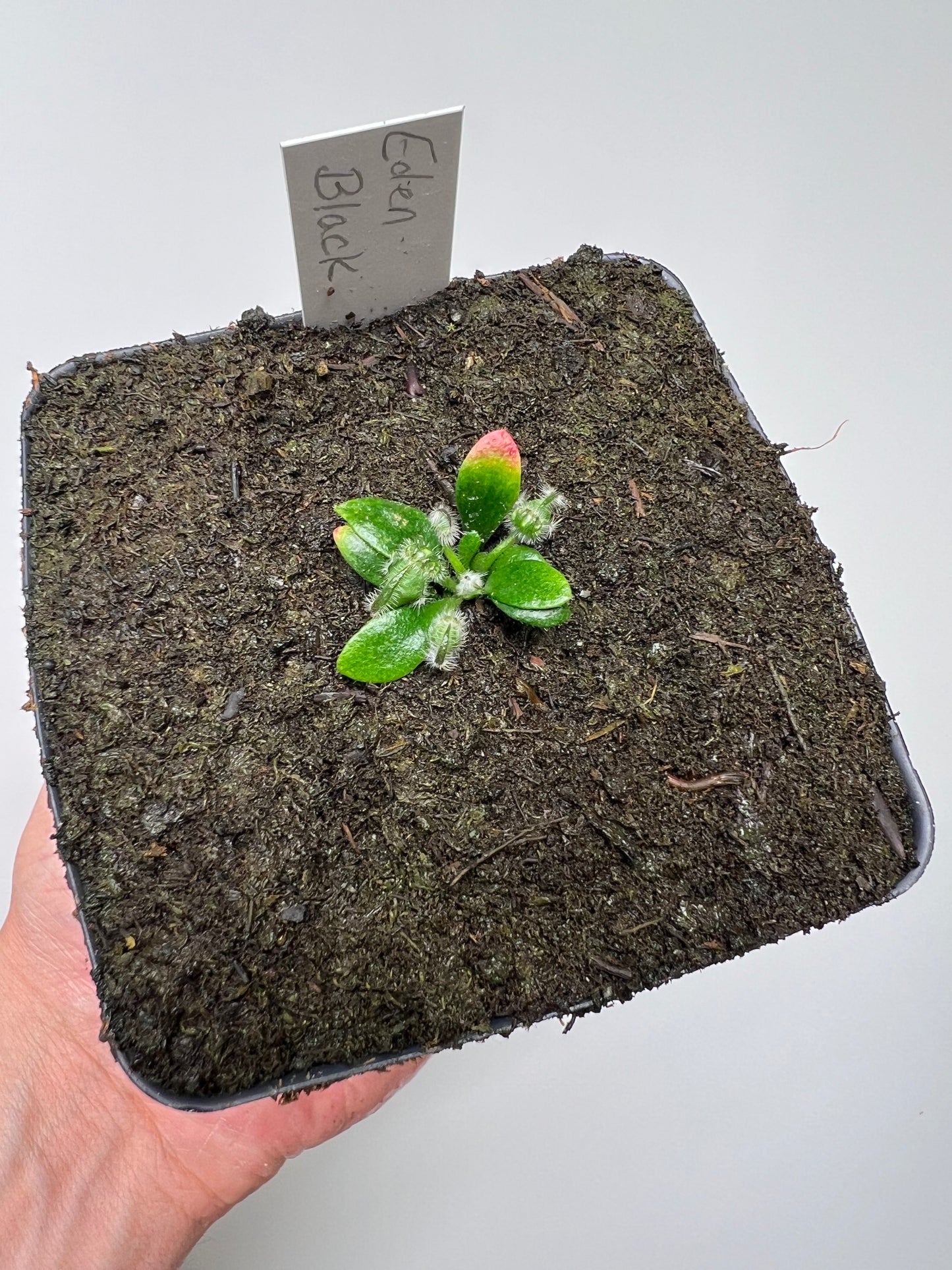Cephalotus follicularis ‘Eden Black’ - *Rare* (small)
