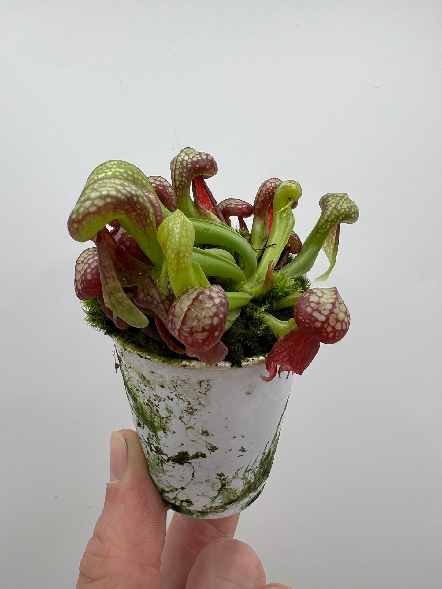 Darlingtonia californica (Cobra Pitcher Plant) - Seed Grown #162