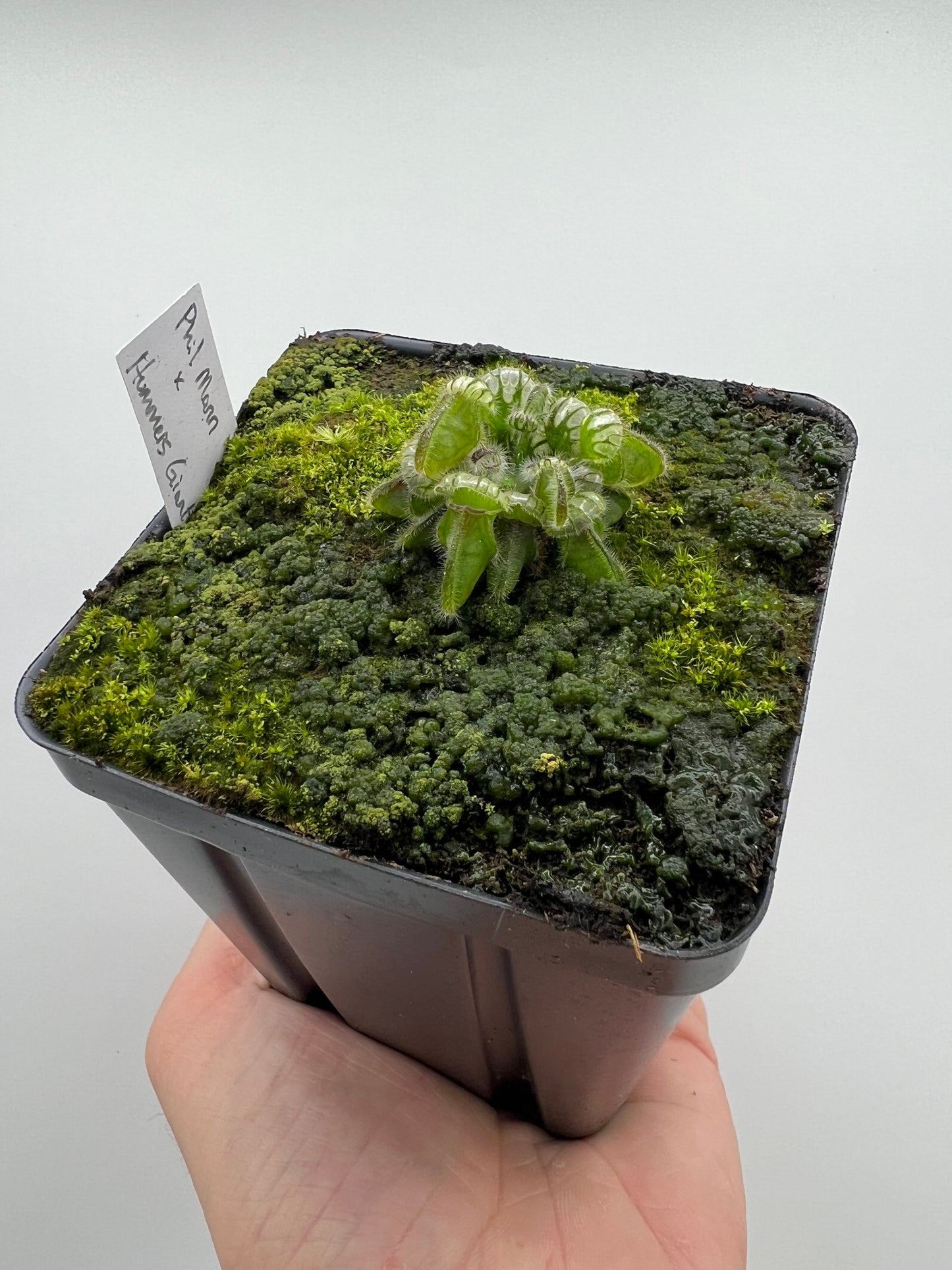 Cephalotus follicularis “Phil Mann” x “Hummers Giant”