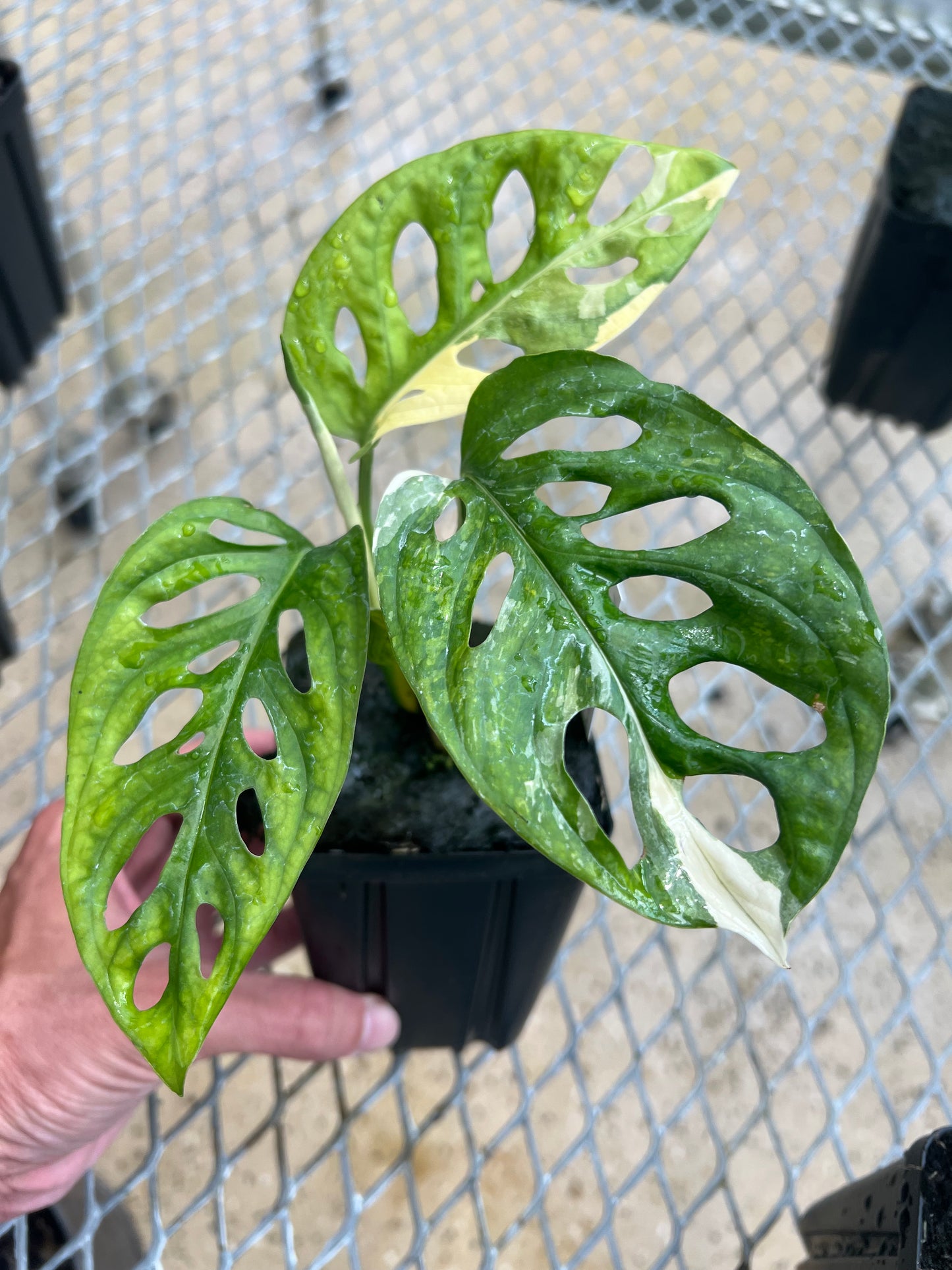 Monstera adansonii “Tricolor” LC