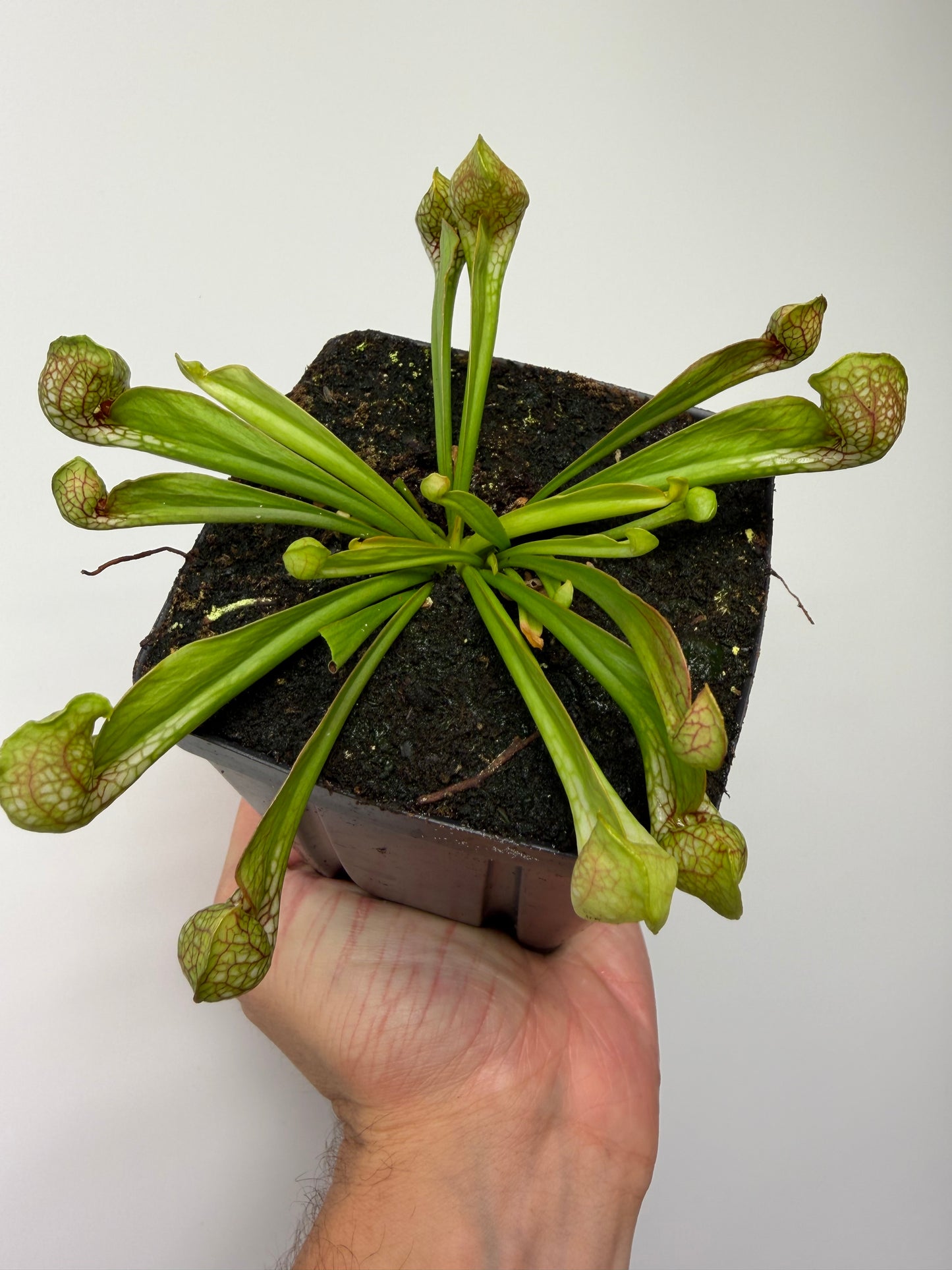 Sarracenia psittacina - “Turkey Hen Creek” - Seed Grown (2)