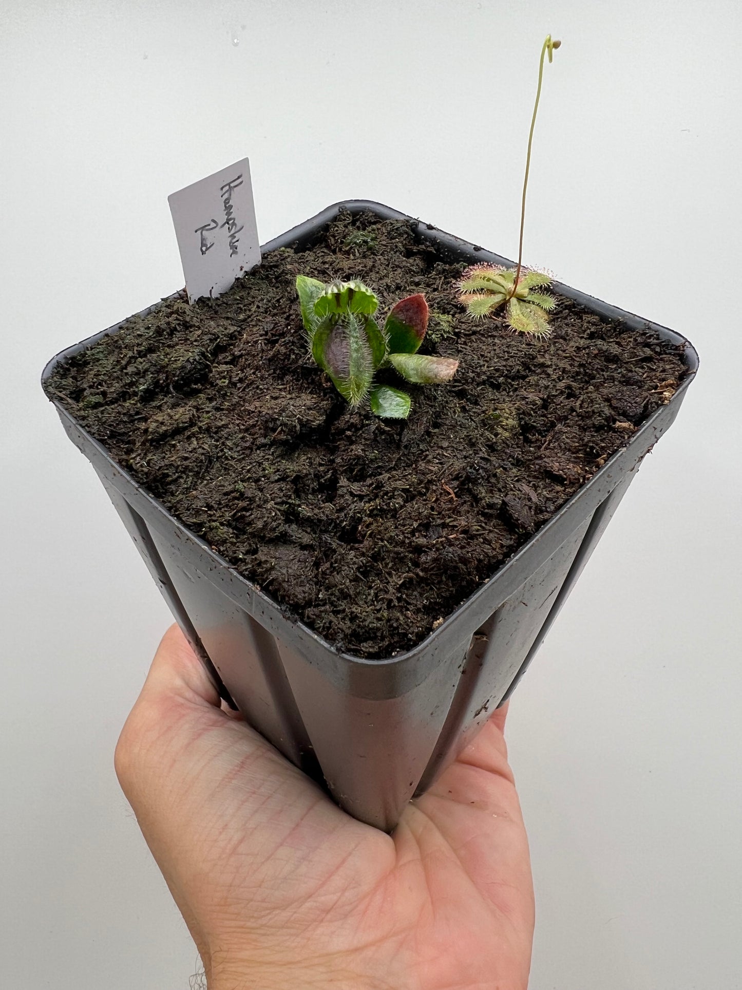 Cephalotus follicularis “Hampshire Red”