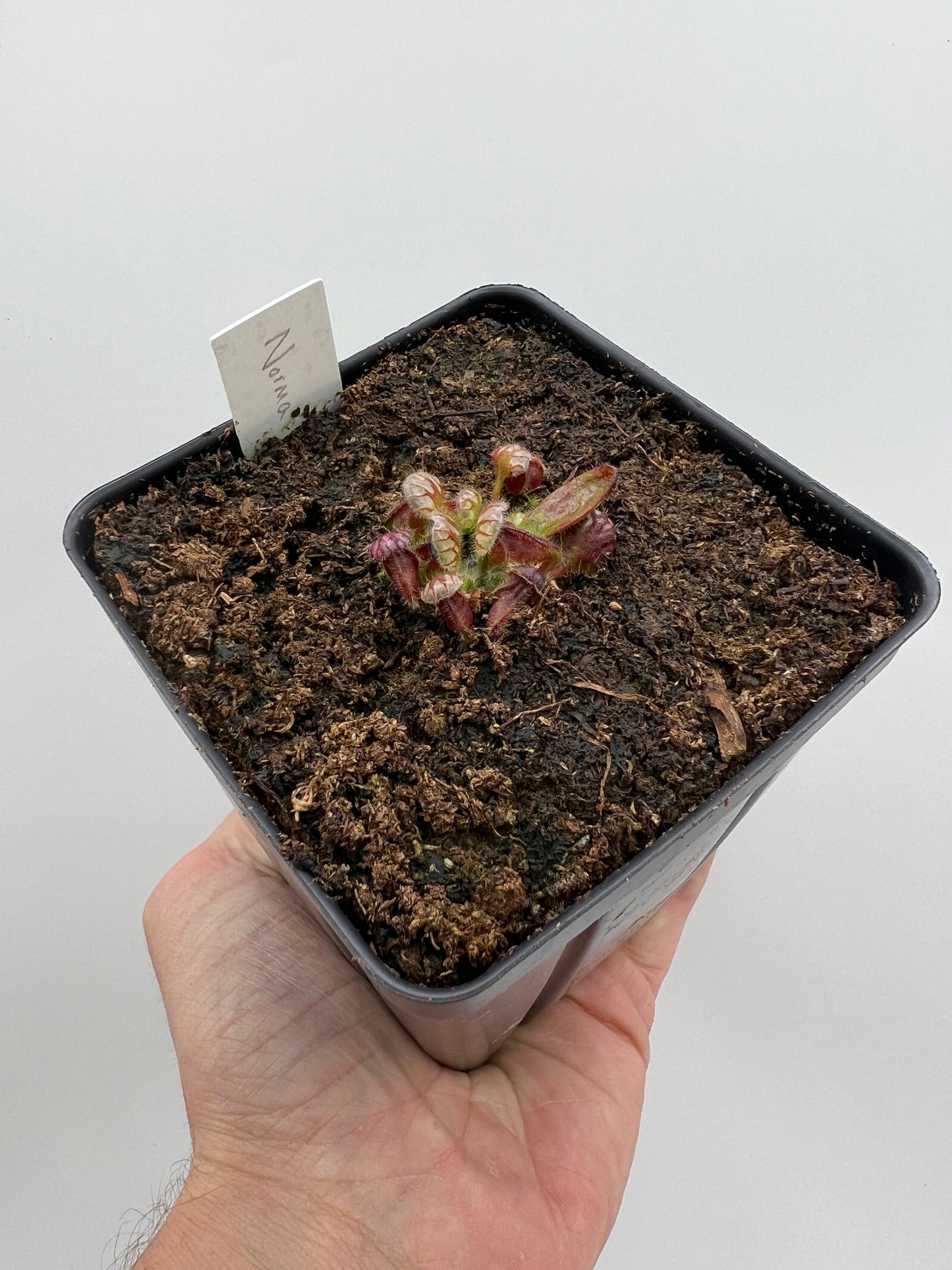 Cephalotus follicularis ”Norma”