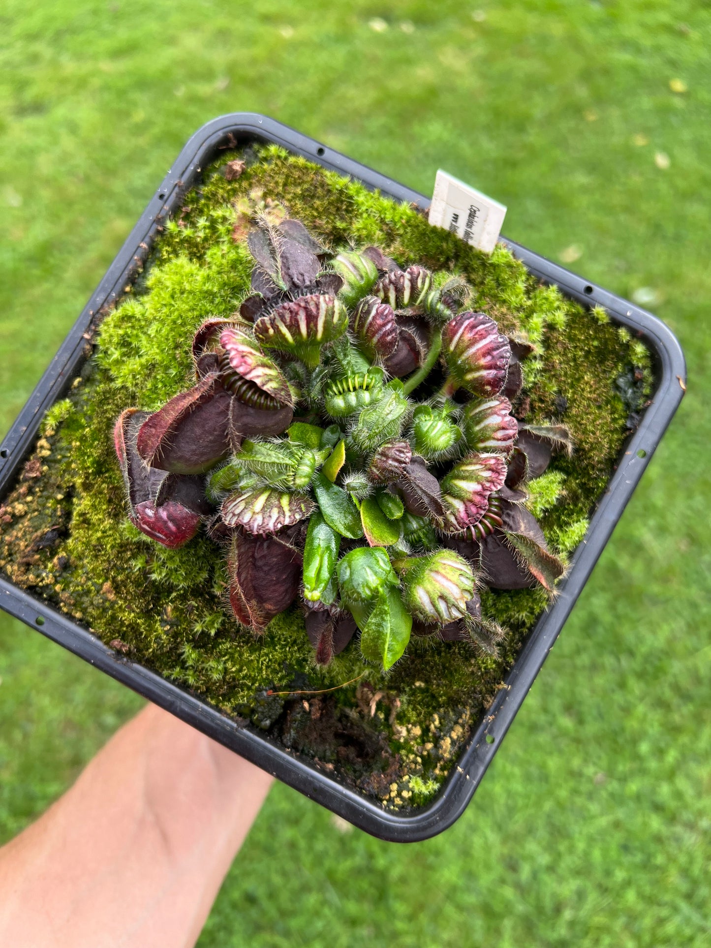 Cephalotus follicularis “Thomas Carow”