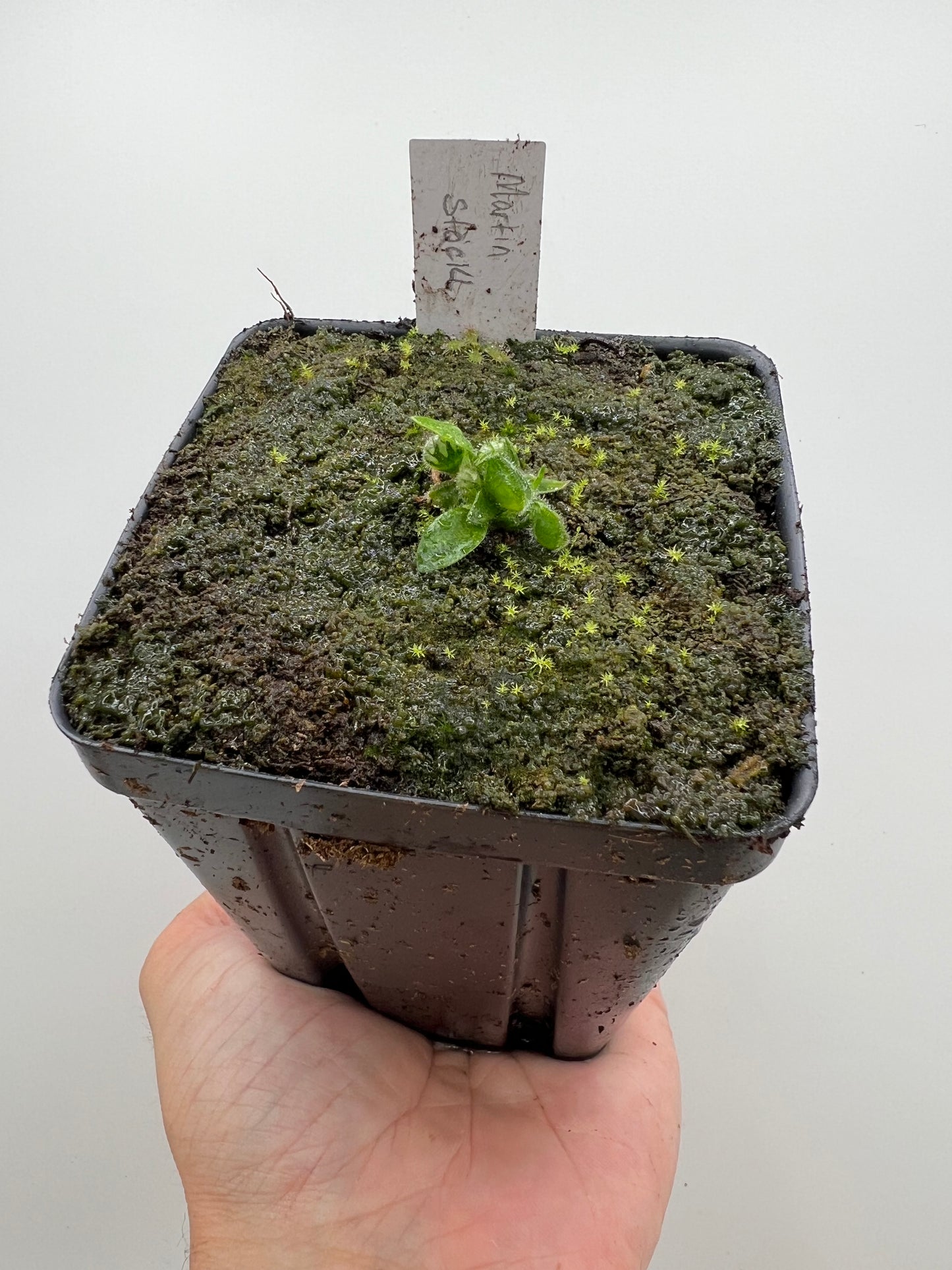 Cephalotus follicularis “Martin Stöckl”