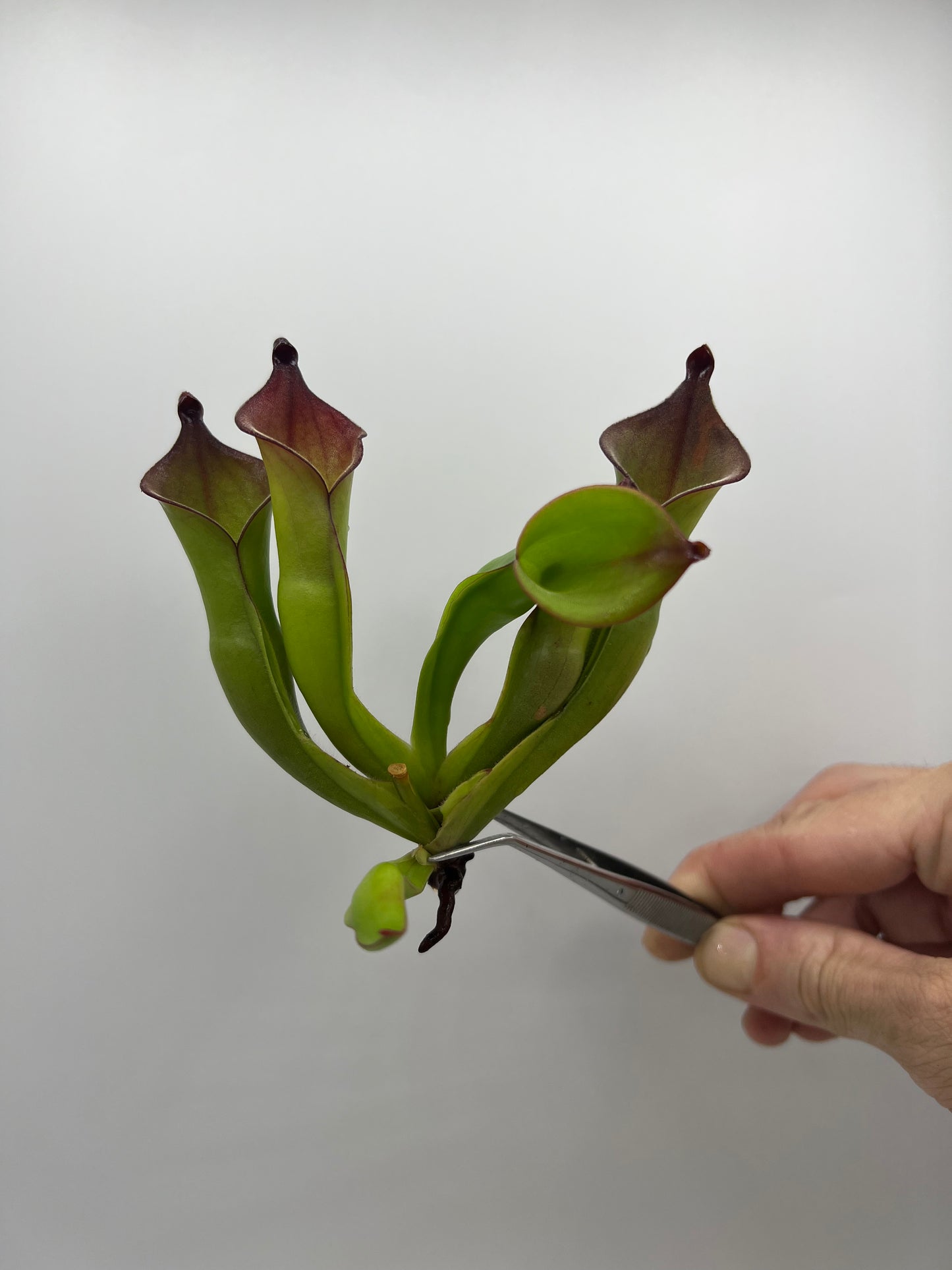 Heliamphora “Black Cherry” (AW)