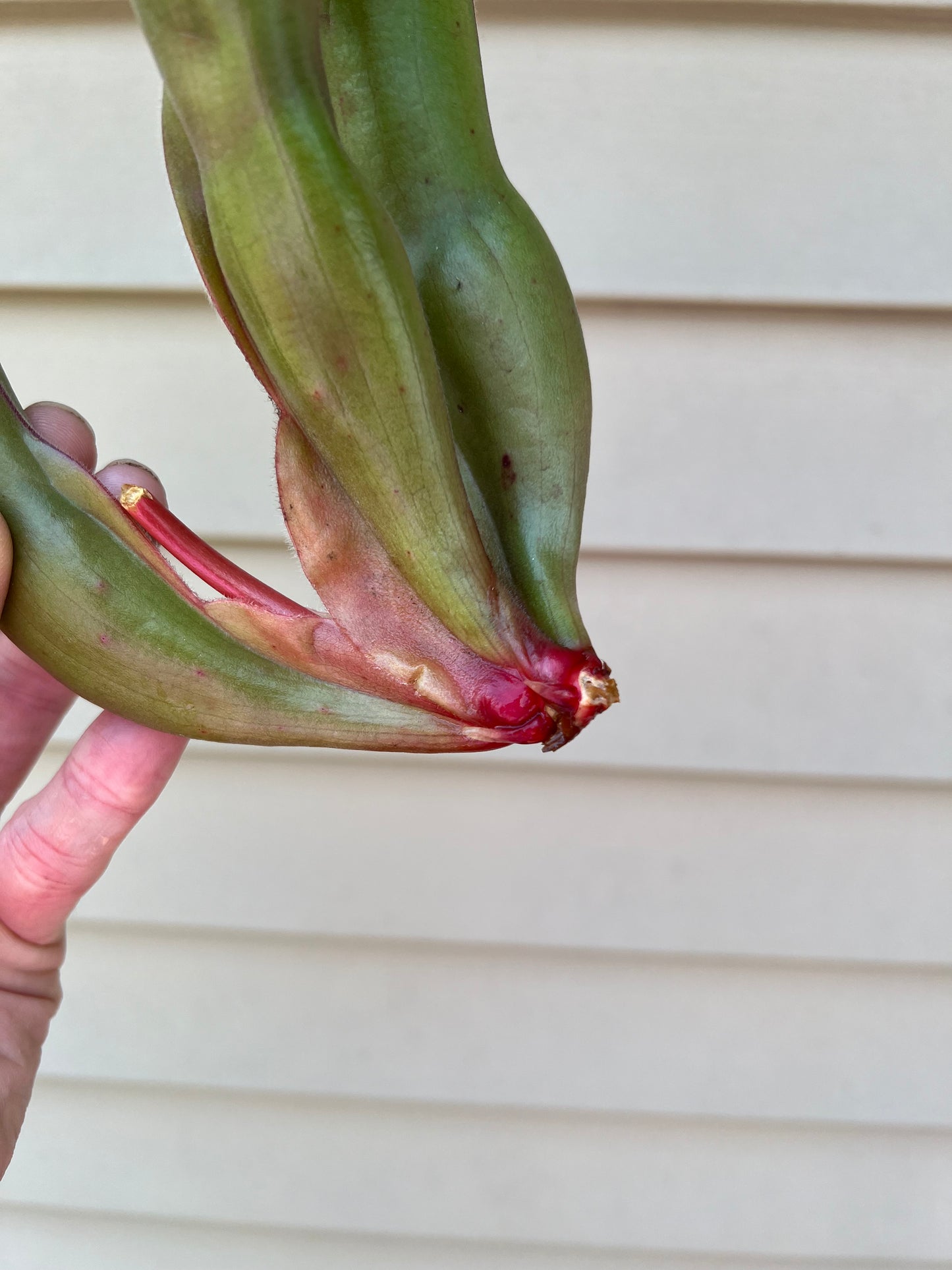 Heliamphora spec. Akopan x (heterodoxa x ionasi) #1 - Fresh Division (E)