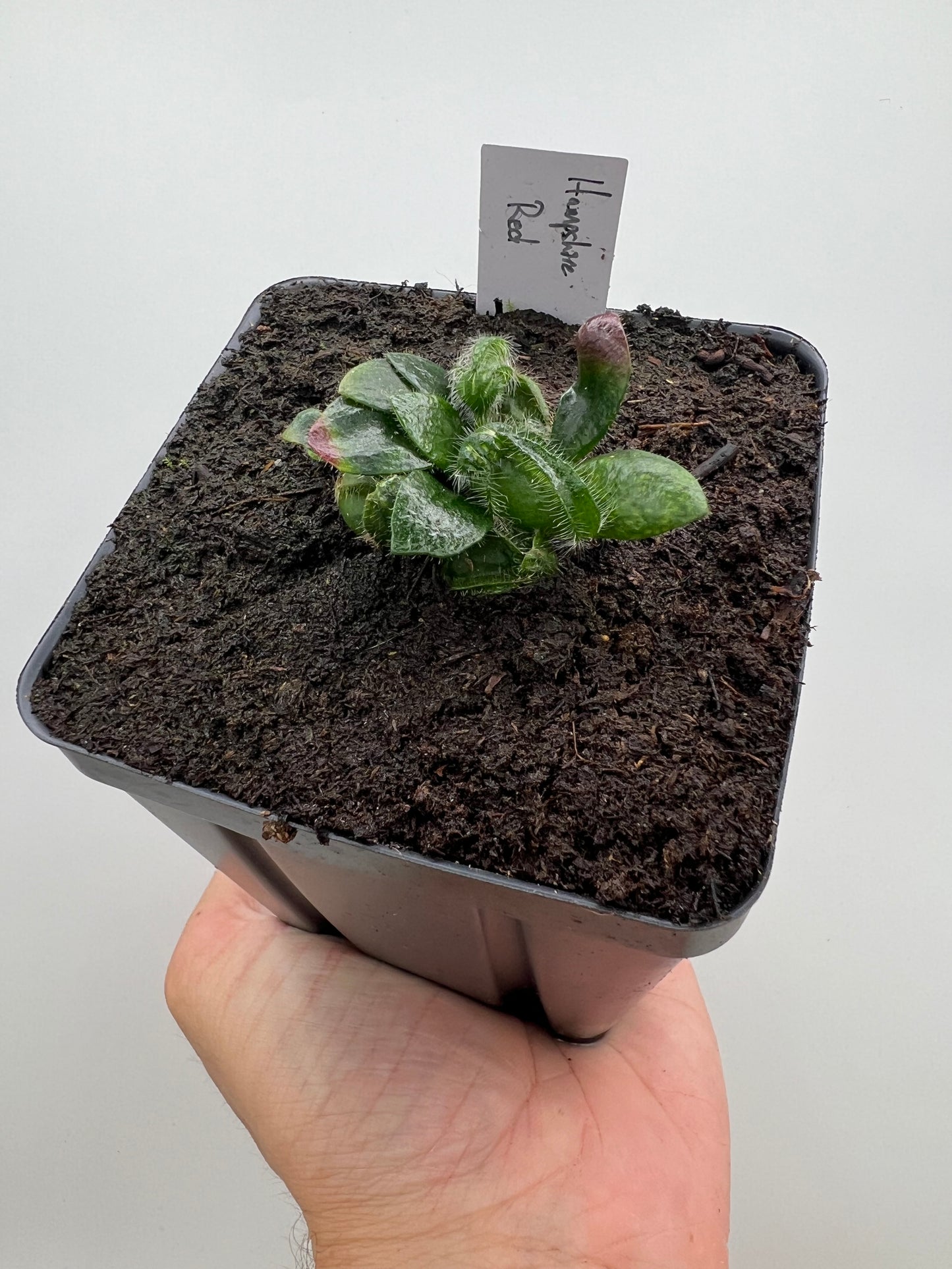 Cephalotus follicularis “Hampshire Red”