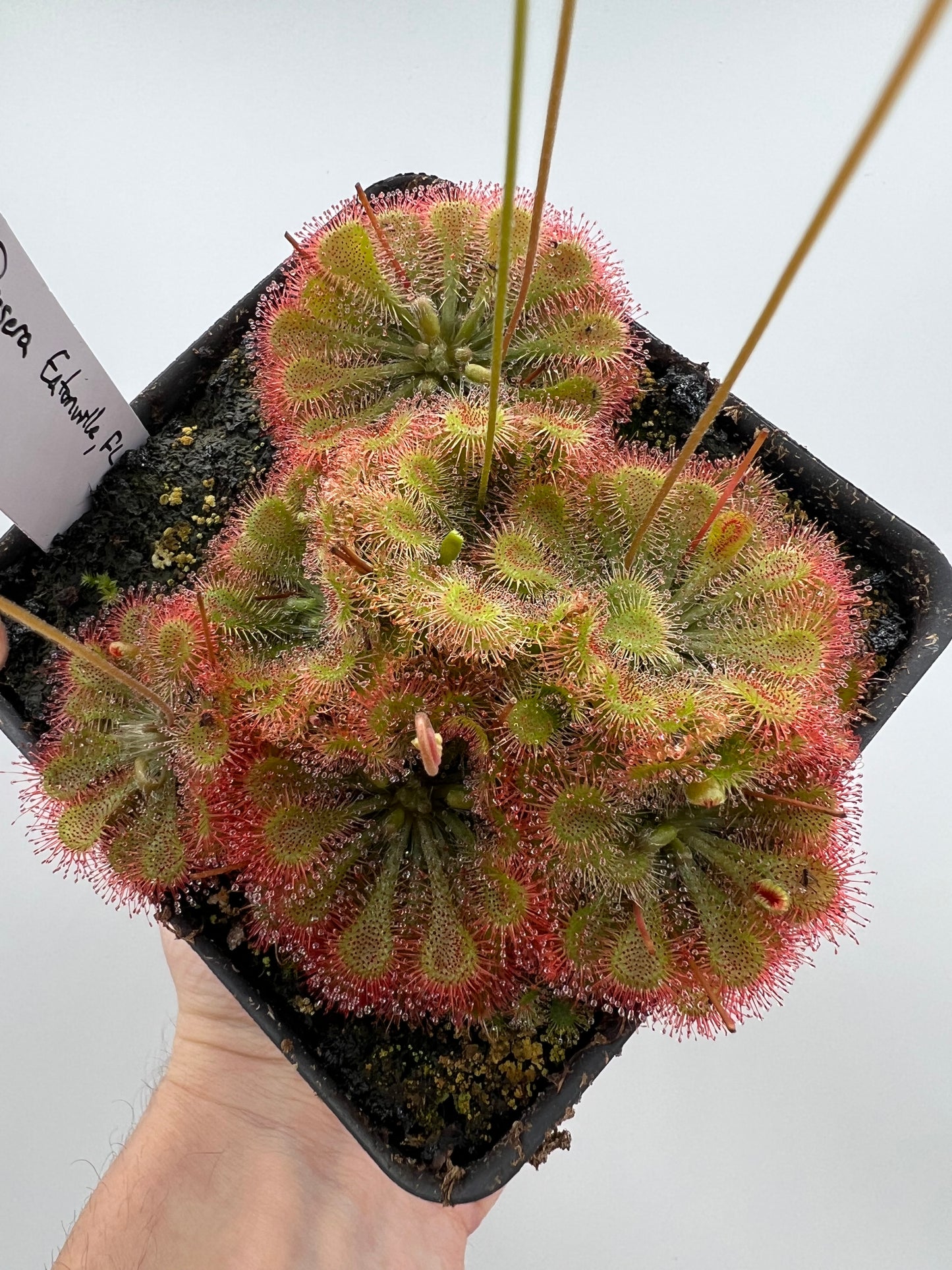 Drosera “Eatonville, FL” - Pot #1
