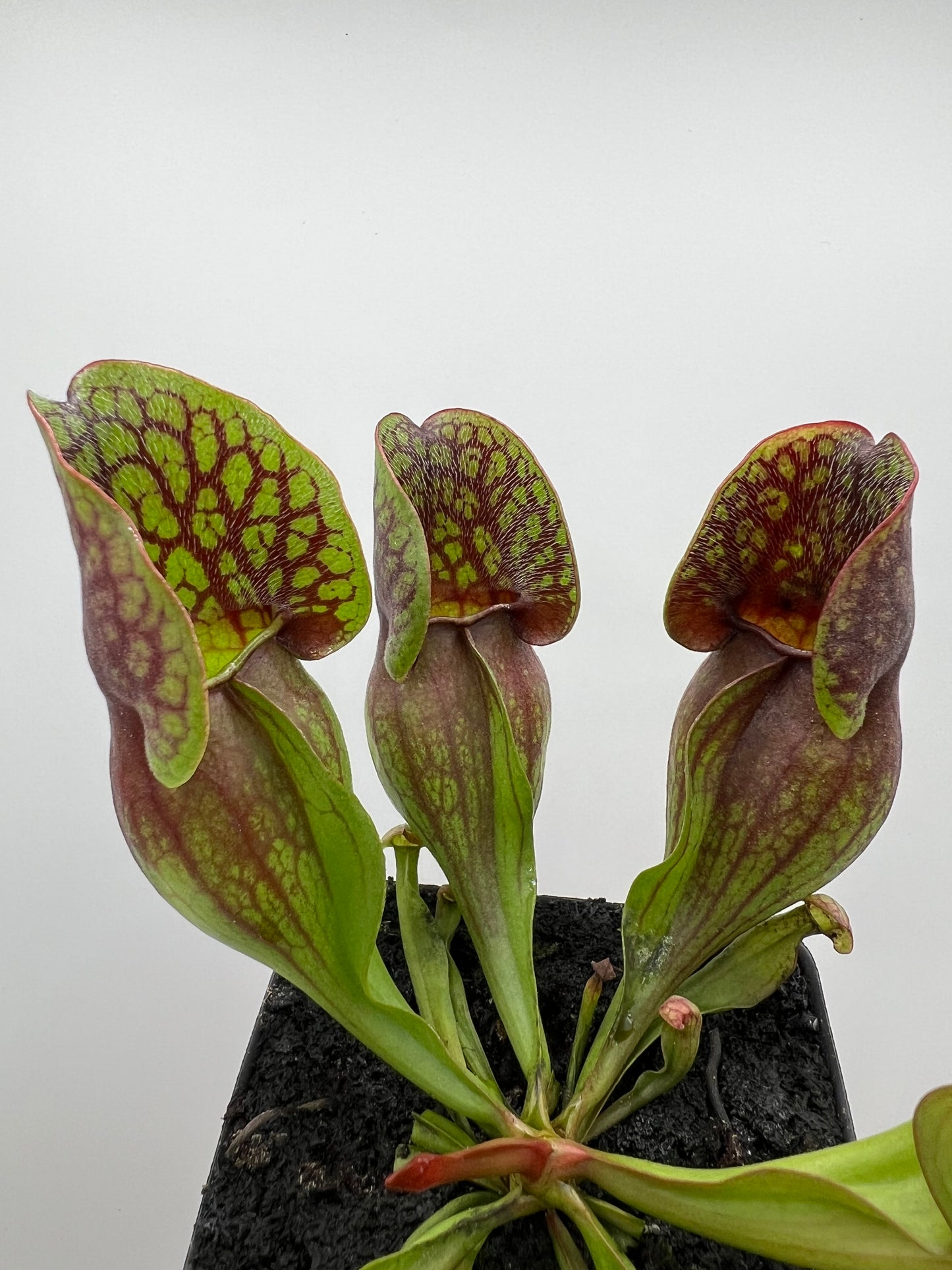 Sarracenia purpurea ssp. purpurea (Centre Co, PA) - Seed Grown #96
