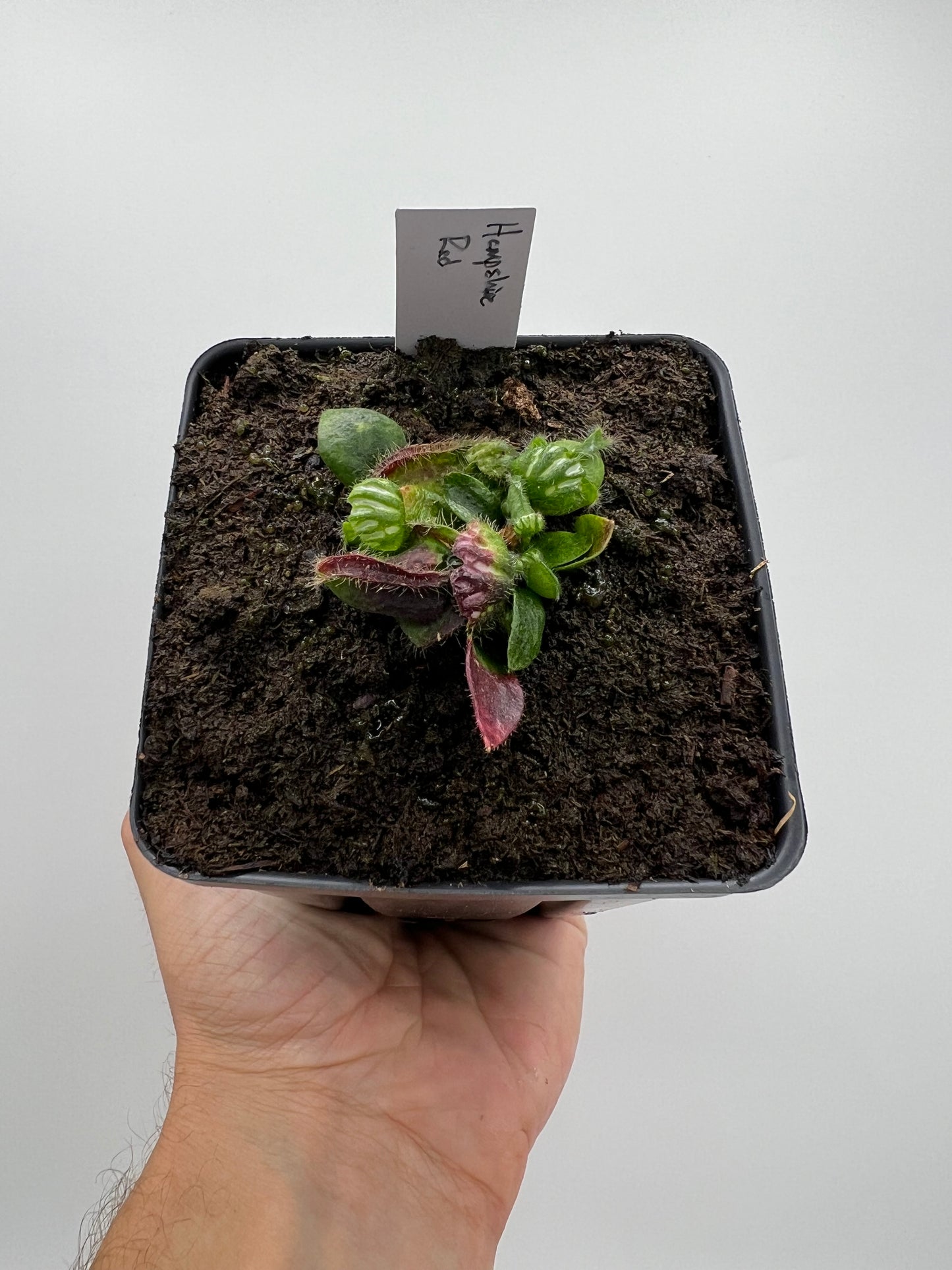 Cephalotus follicularis “Hampshire Red”