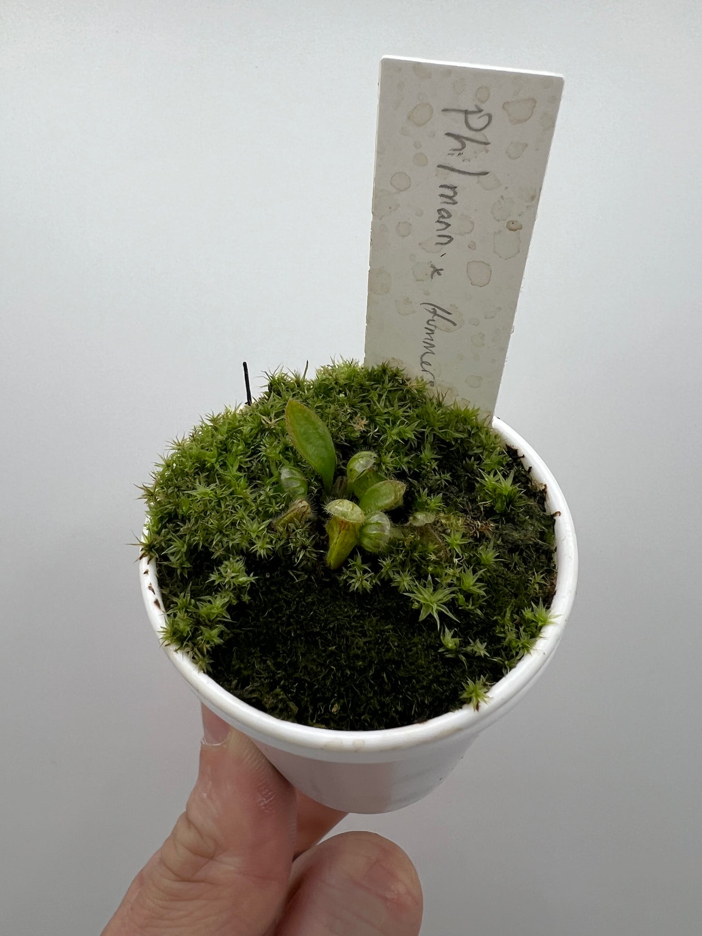 Cephalotus follicularis “Phil Mann” x “Hummers Giant”