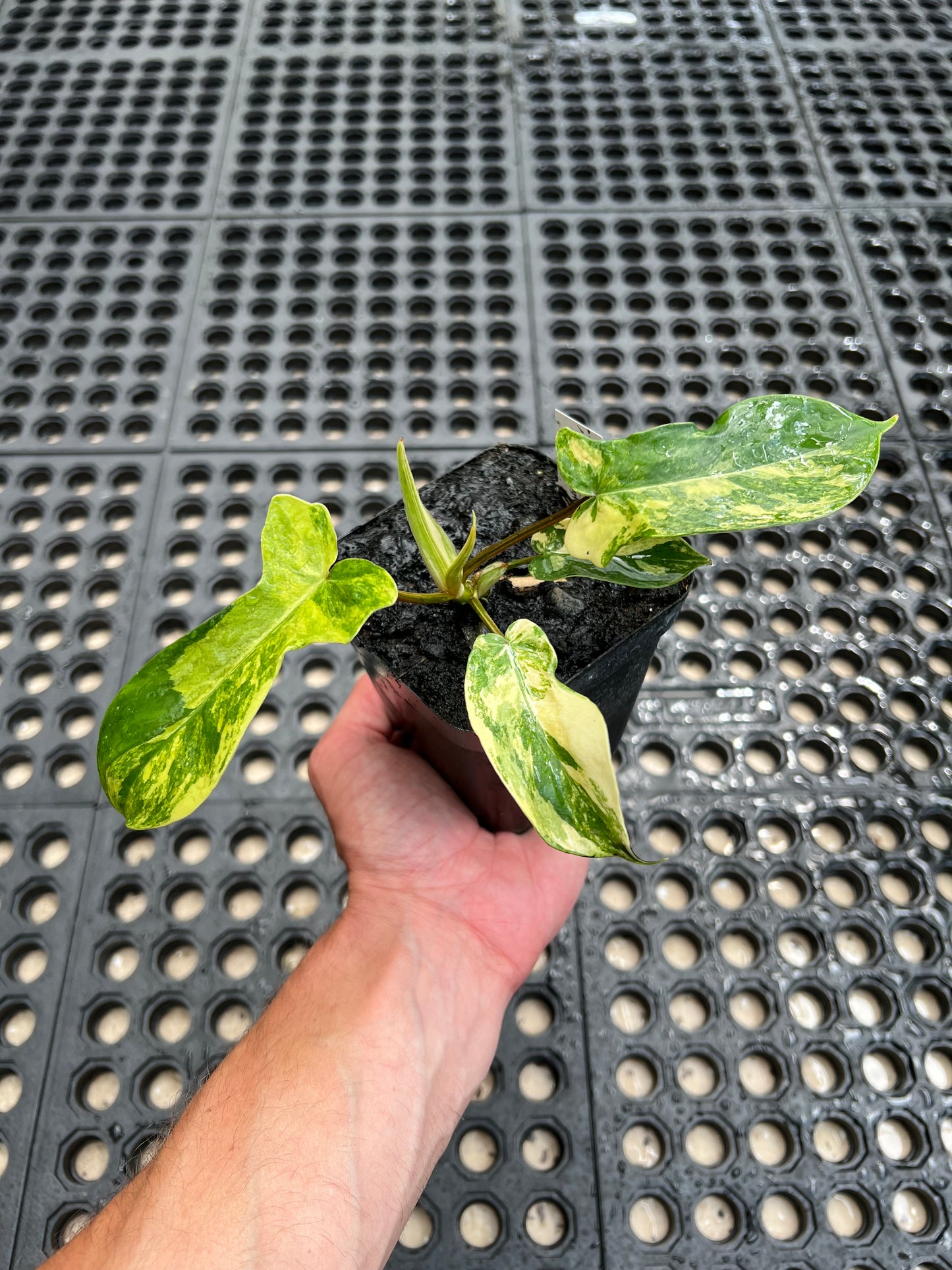Philodendron ‘Florida Beauty’