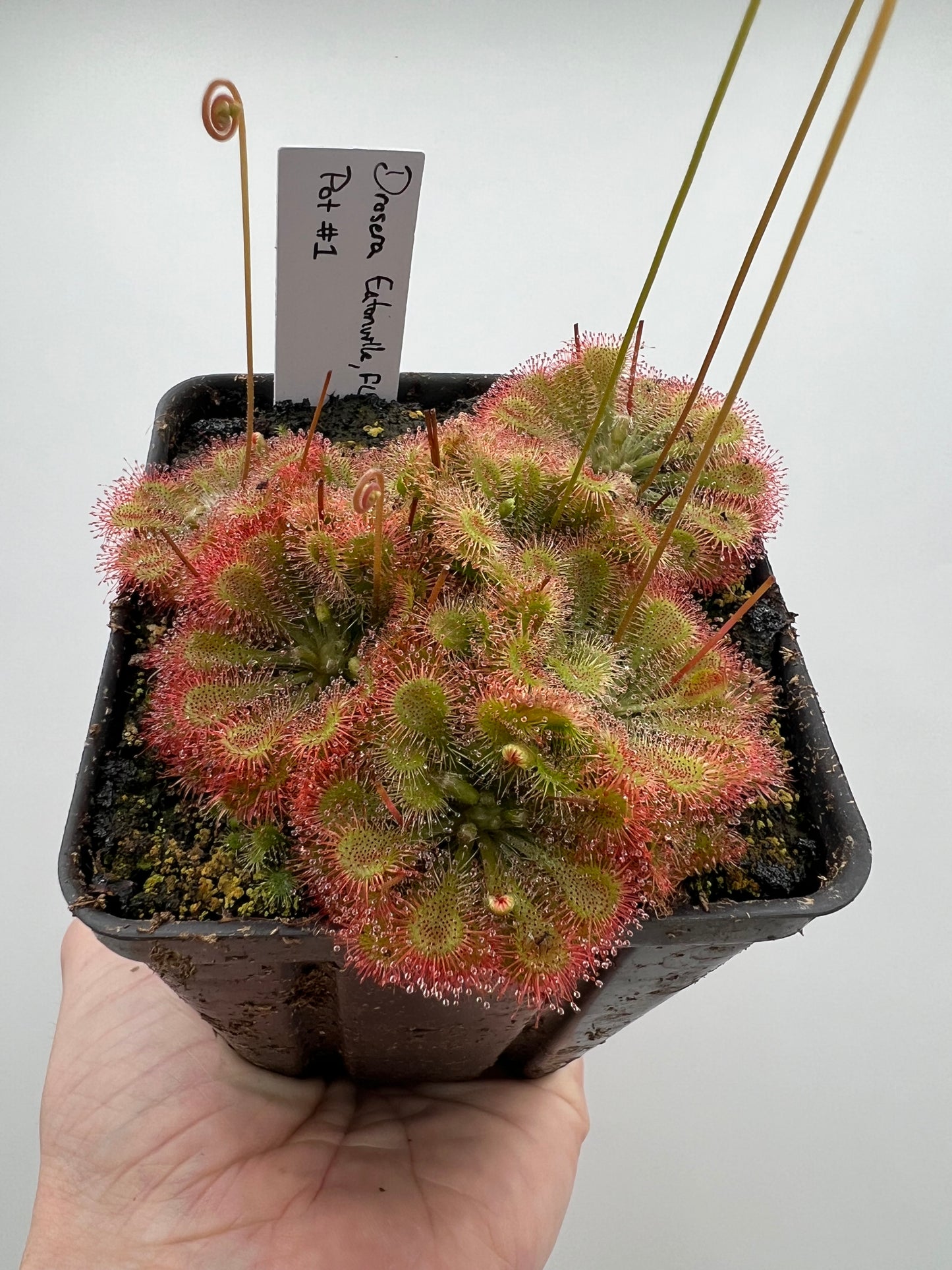 Drosera “Eatonville, FL” - Pot #1