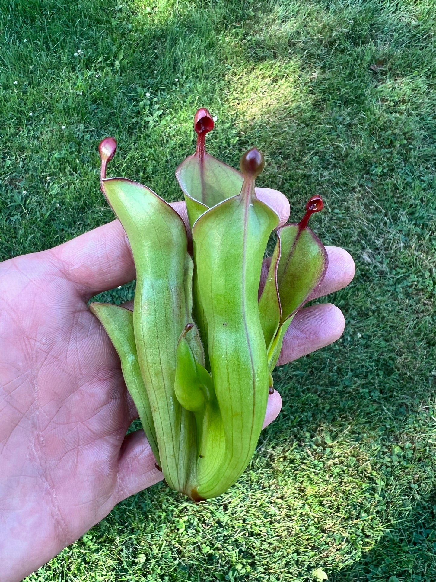 Heliamphora (heterodoxa x minor) x pulchella (Akopan)