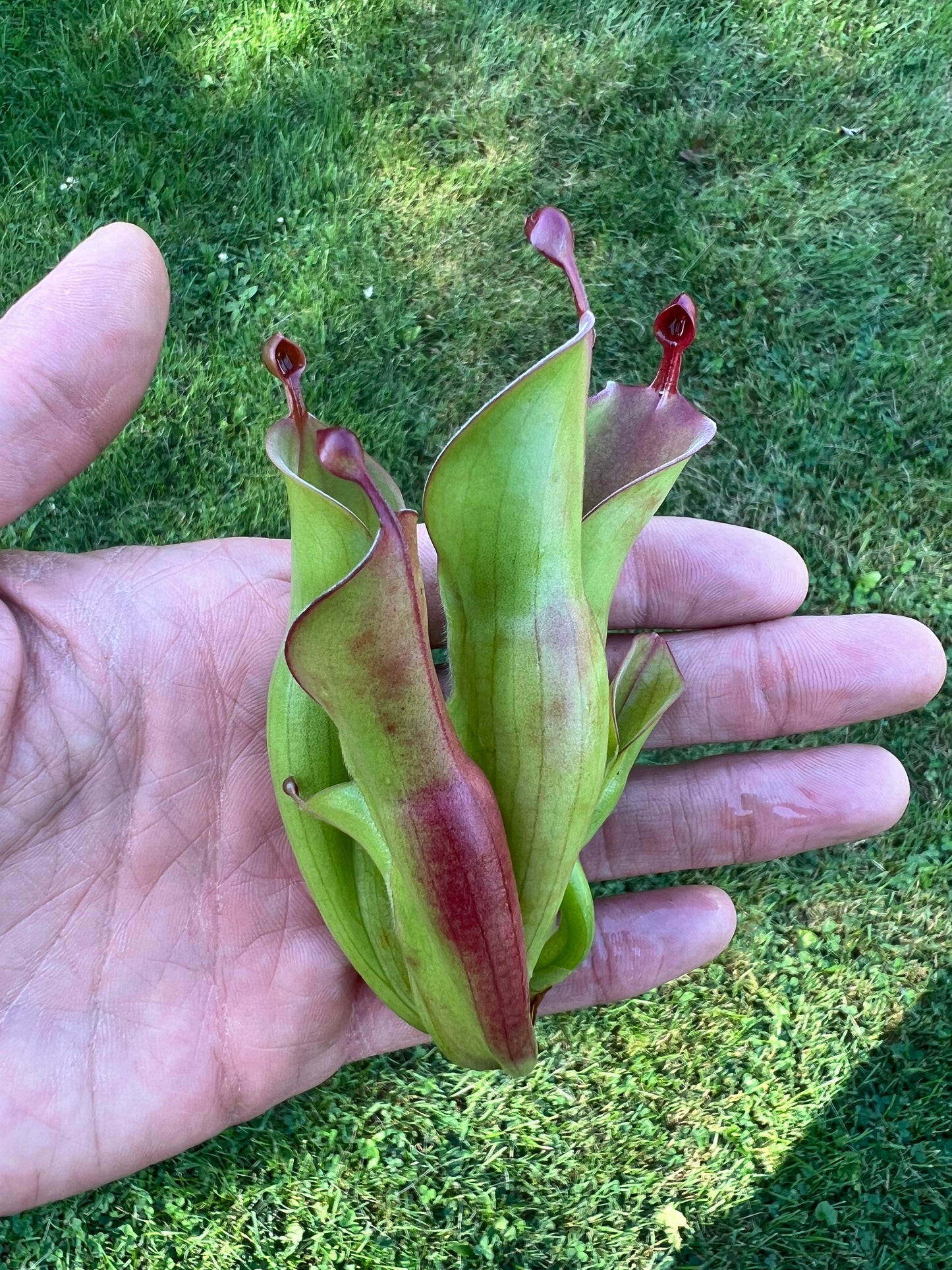 Heliamphora (heterodoxa x minor) x pulchella (Akopan)
