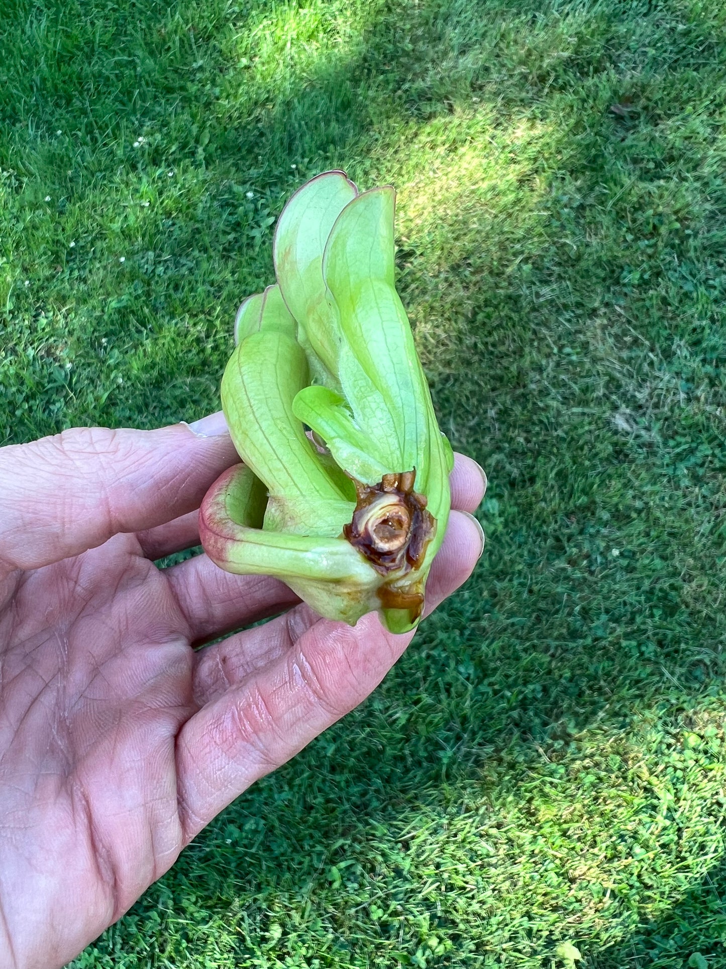 Heliamphora (heterodoxa x minor) x pulchella (Akopan)