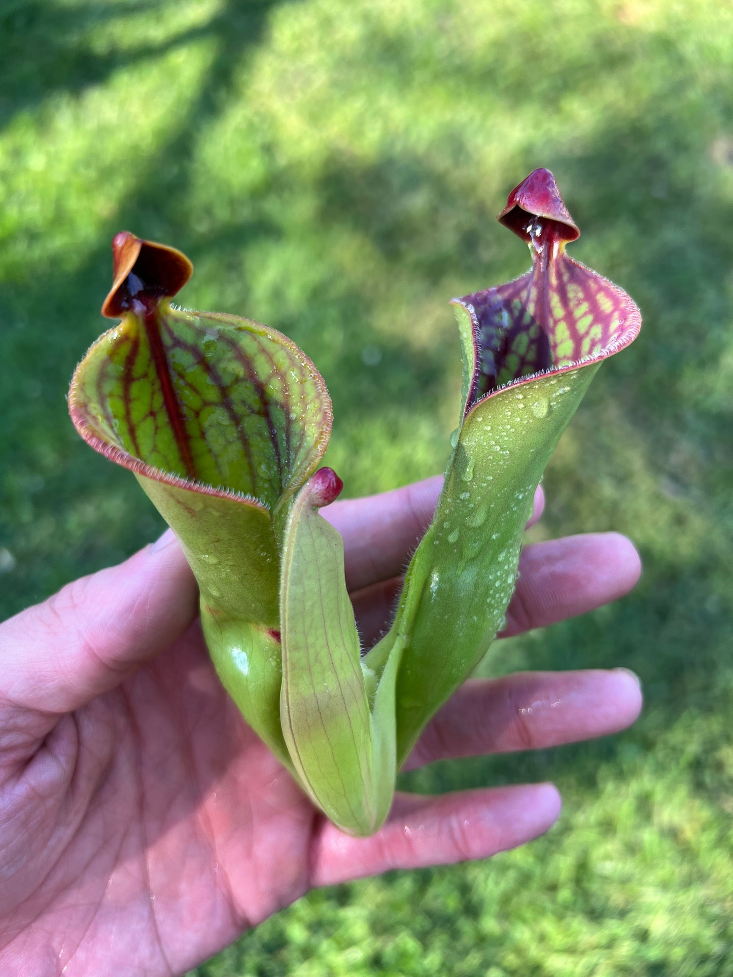 Heliamphora macdonaldae