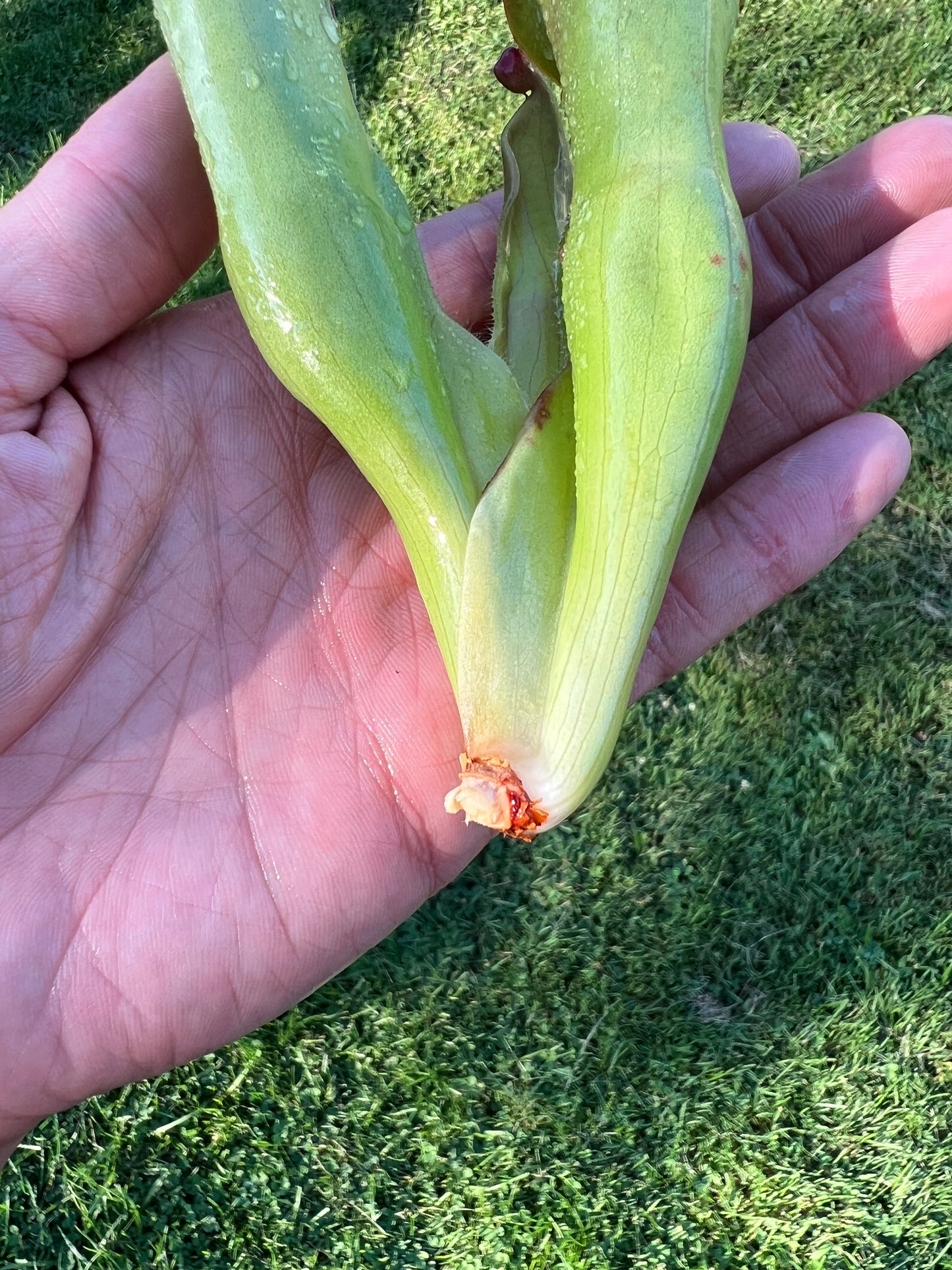 Heliamphora macdonaldae