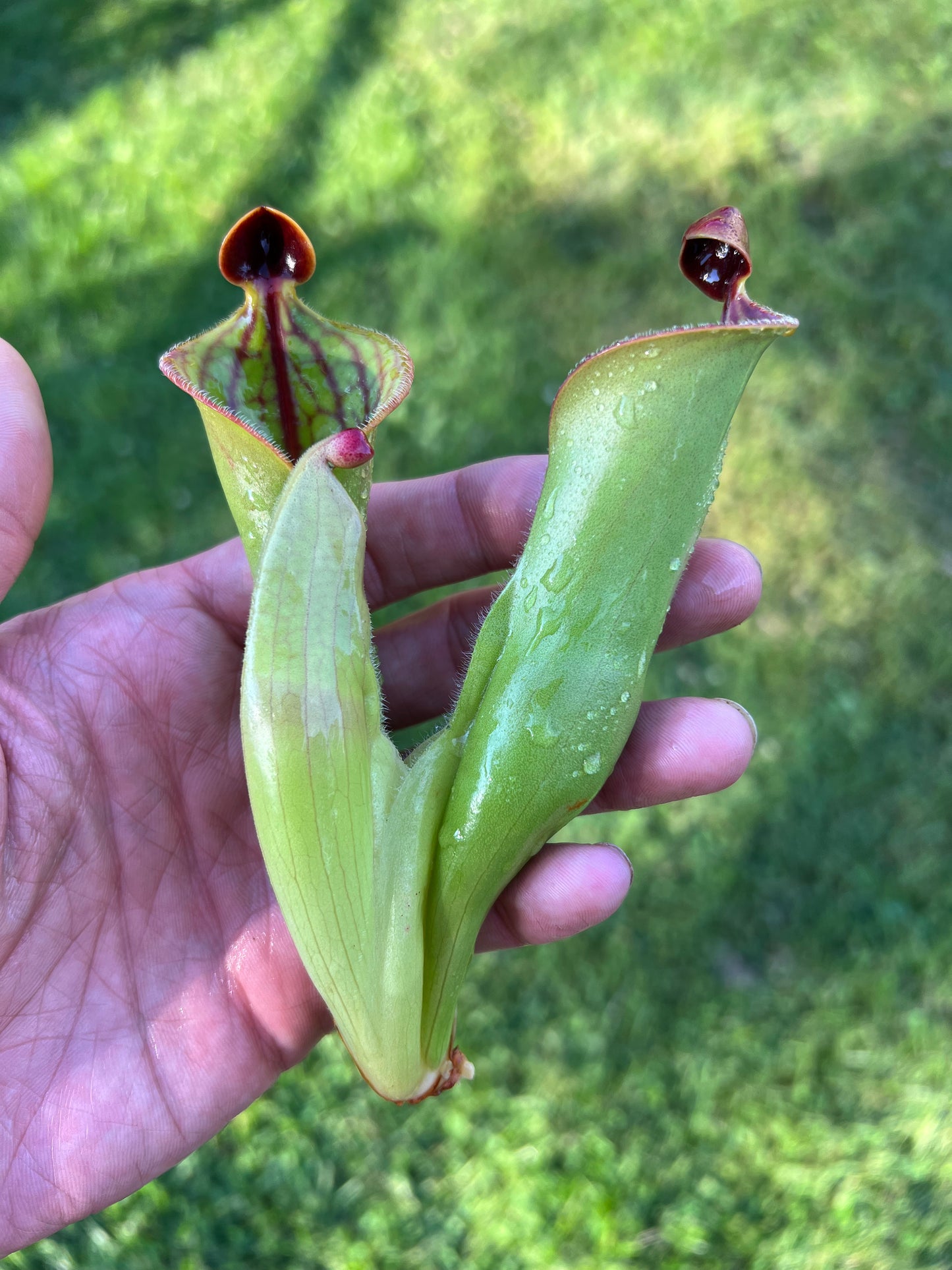 Heliamphora macdonaldae
