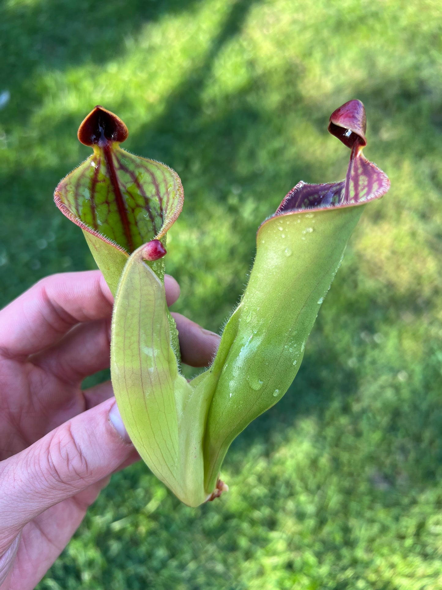 Heliamphora macdonaldae