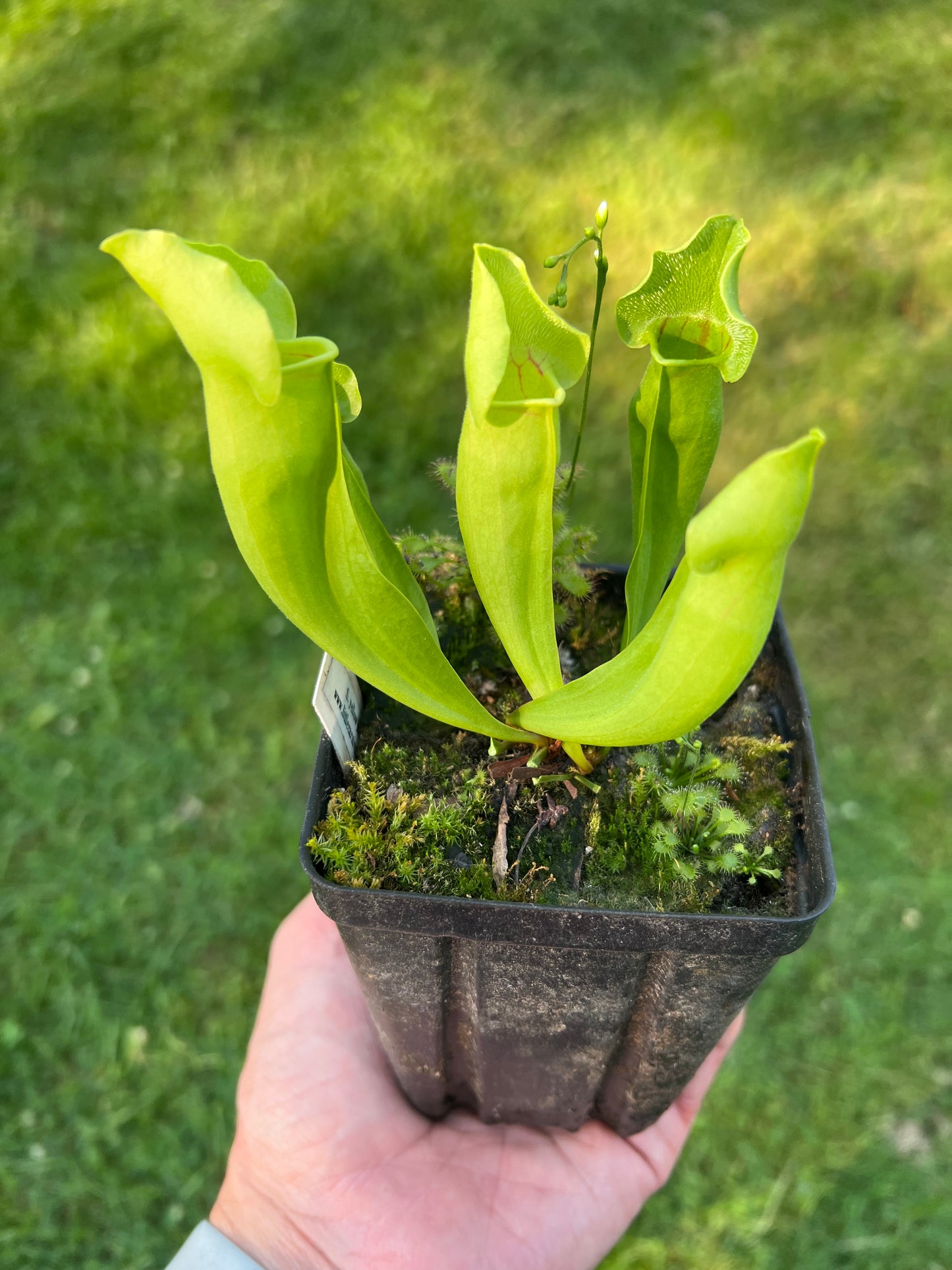 Sarracenia ‘Carolina Yellow Jacket’ - Original Clone!!