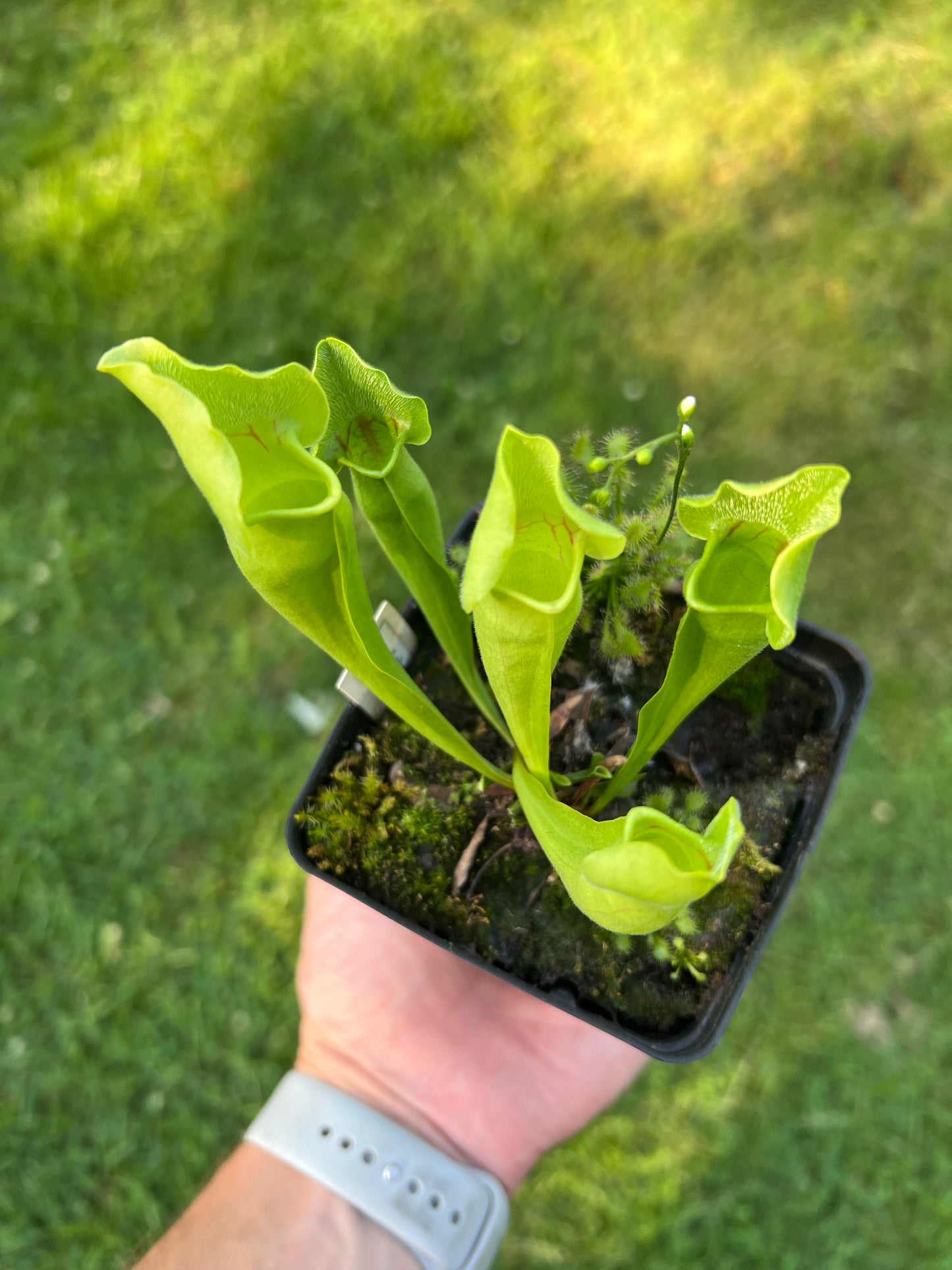 Sarracenia ‘Carolina Yellow Jacket’ - Original Clone!!