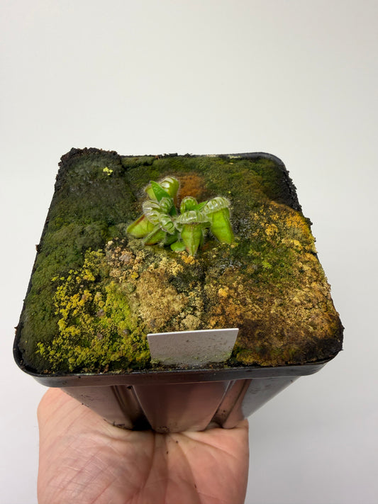 Cephalotus follicularis ‘Eden Black’ #7 - *Rare*