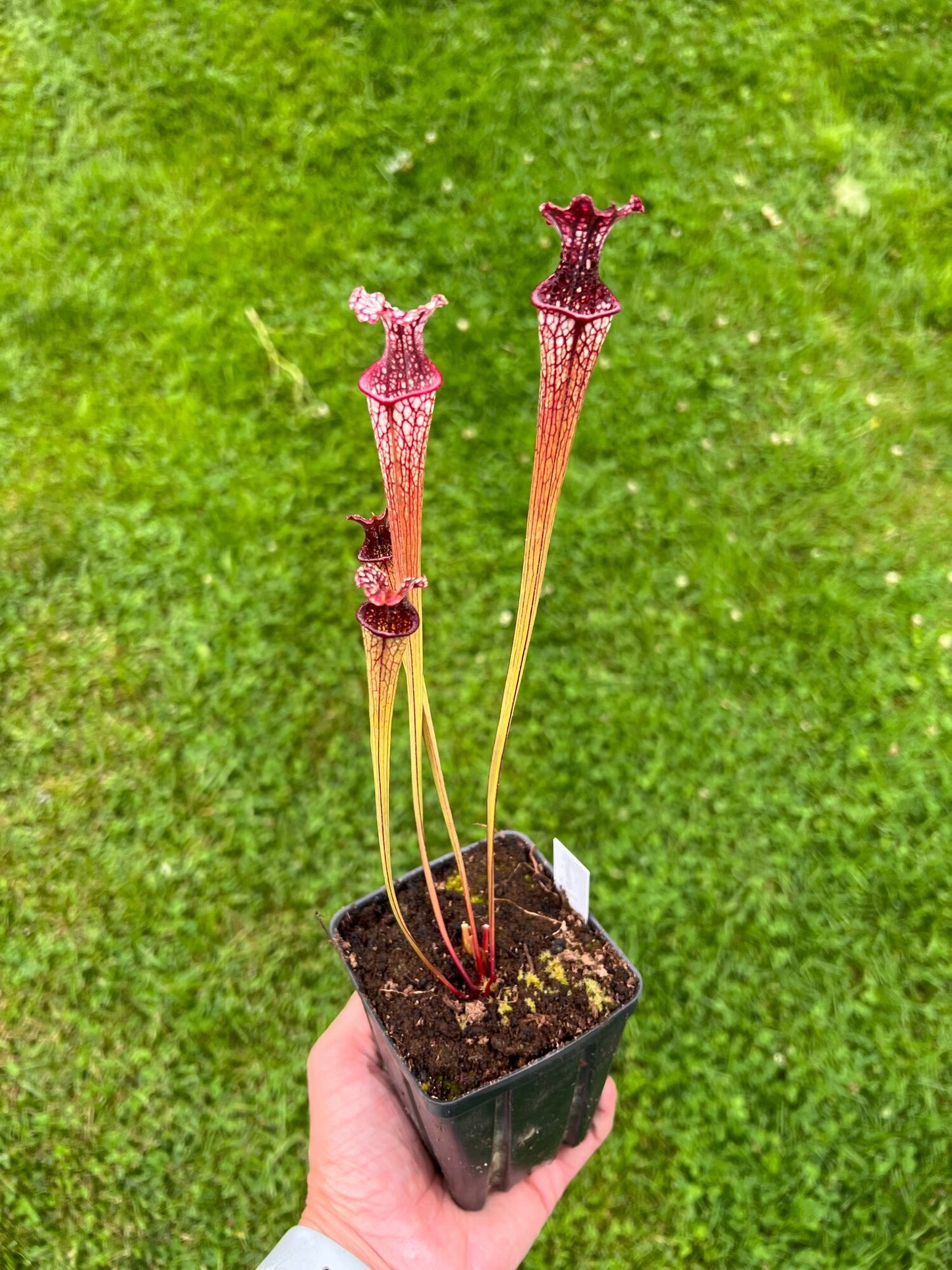 Sarracenia “Hawaiian Ice” x ‘Adrian Slack’