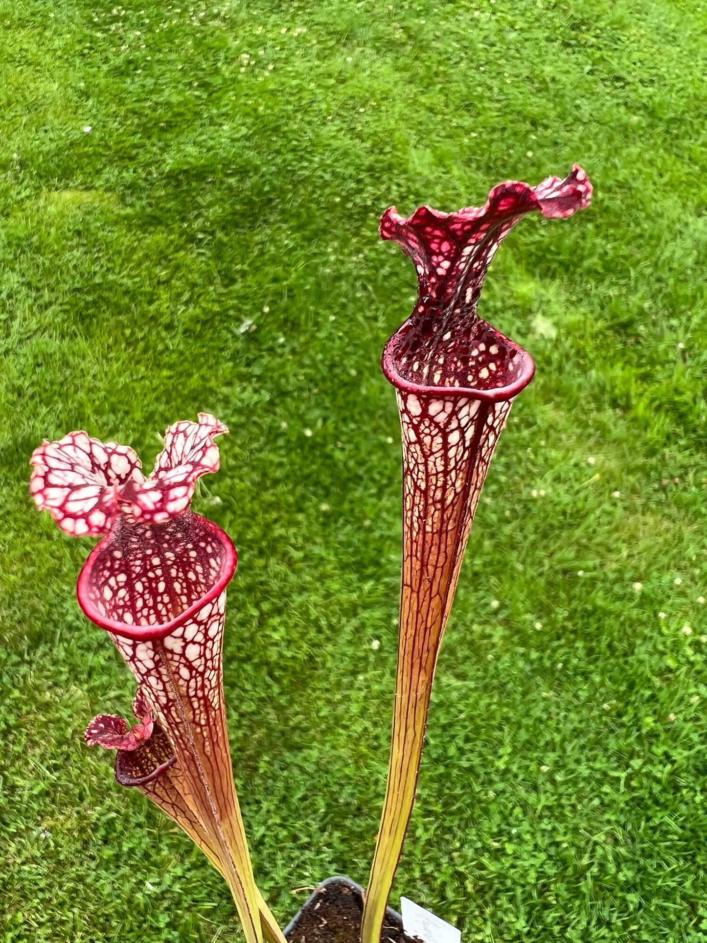 Sarracenia “Hawaiian Ice” x ‘Adrian Slack’